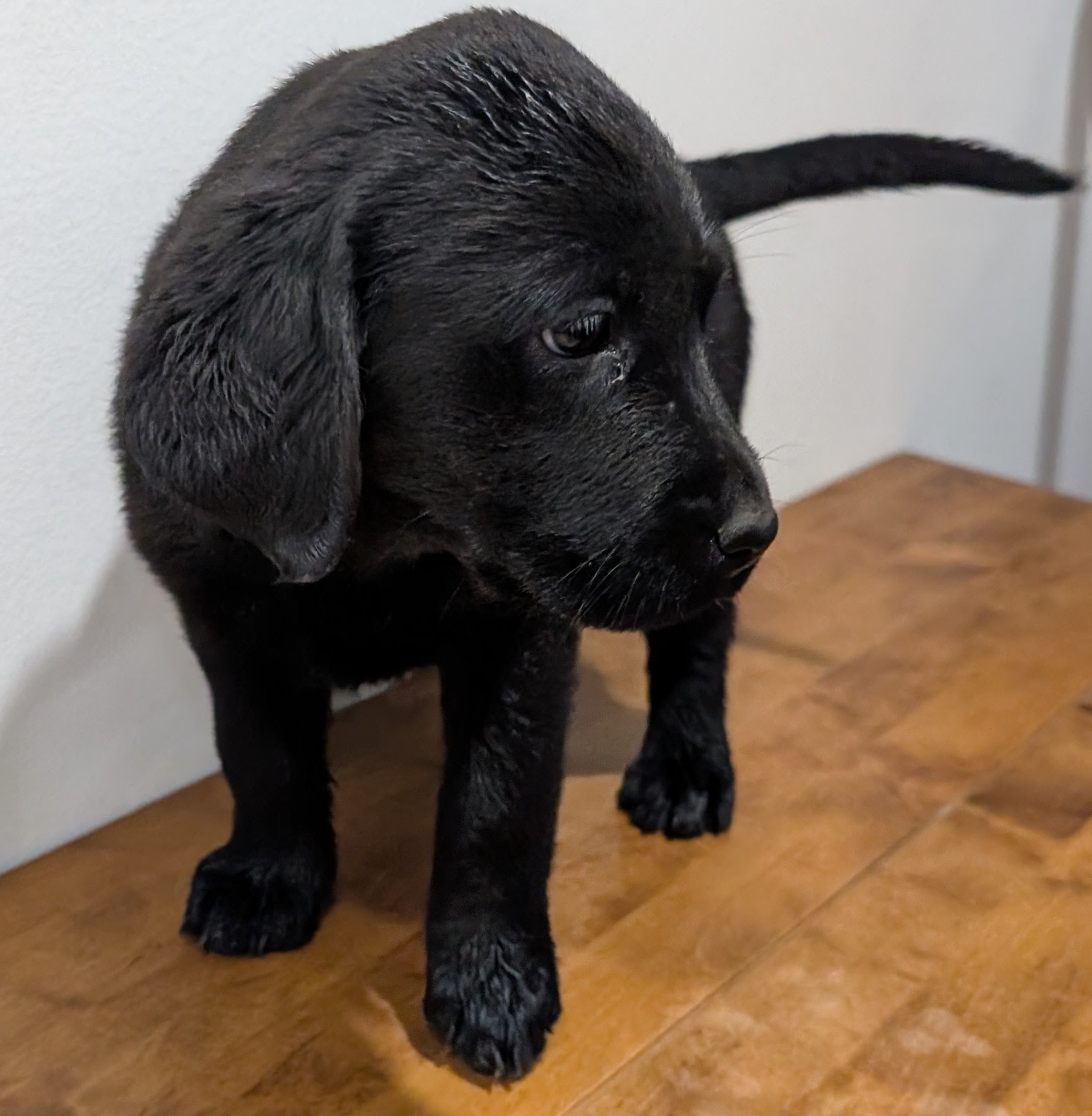 Labrador Retriever Puppies – Black and Yellow Available! — photo 10