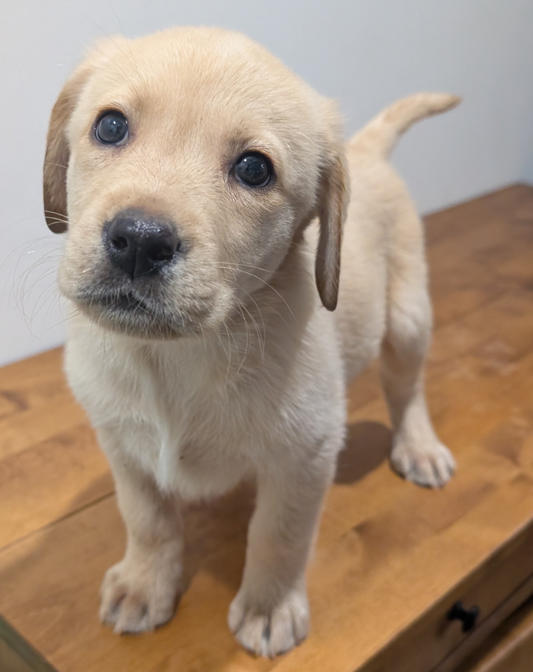 Labrador Retriever Puppies – Black and Yellow Available! — photo 9