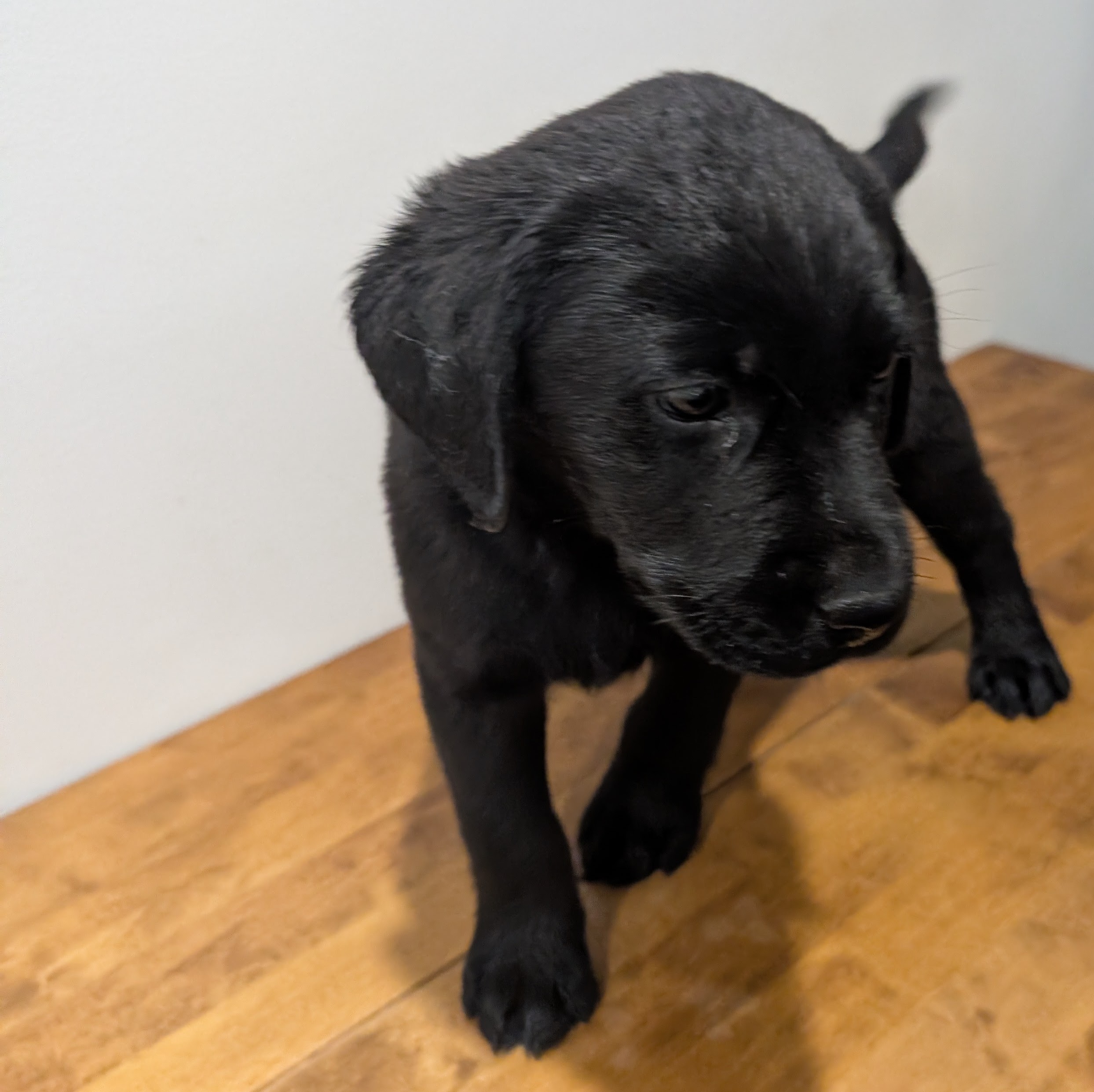 Labrador Retriever Puppies – Black and Yellow Available! — photo 11