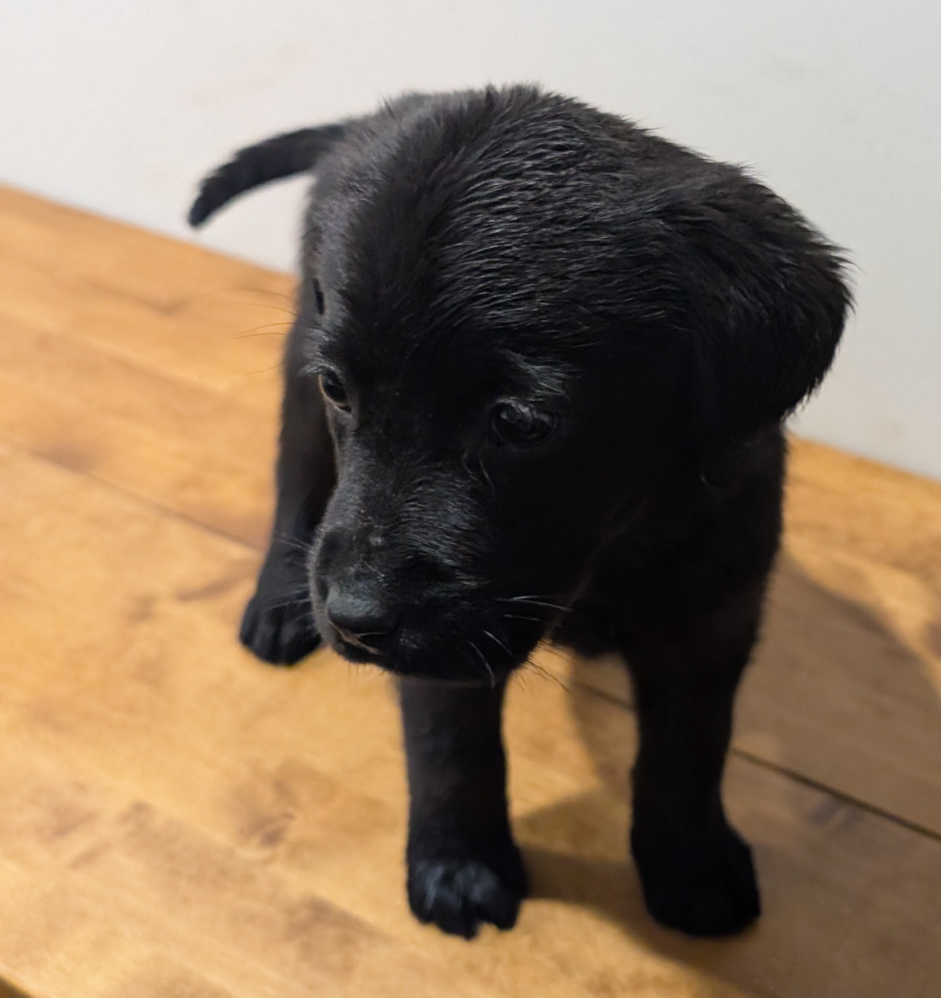 Labrador Retriever Puppies – Black and Yellow Available! — photo 1