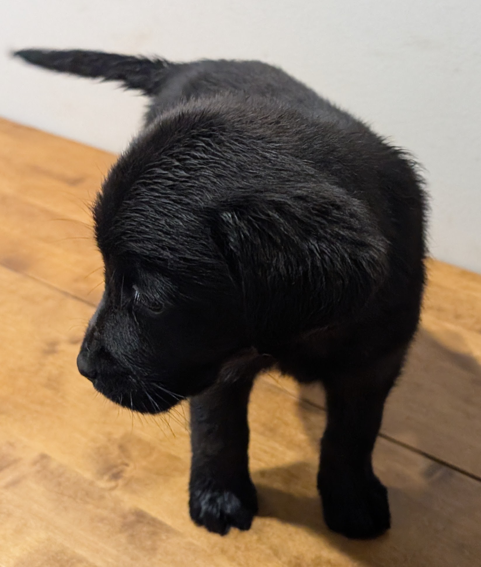 Labrador Retriever Puppies – Black and Yellow Available! — photo 3