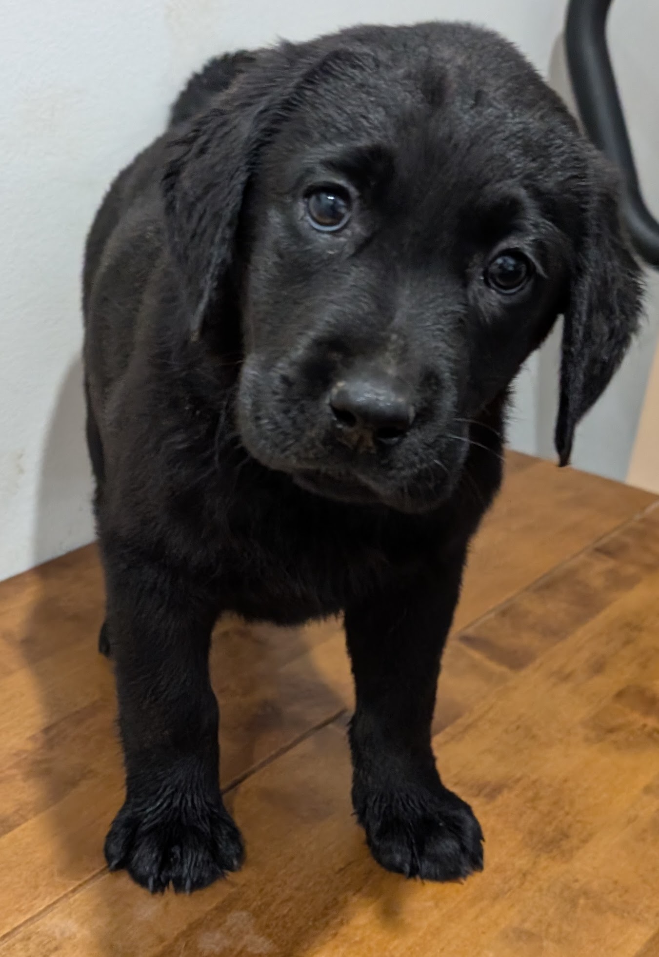 Labrador Retriever Puppies – Black and Yellow Available! — photo 2