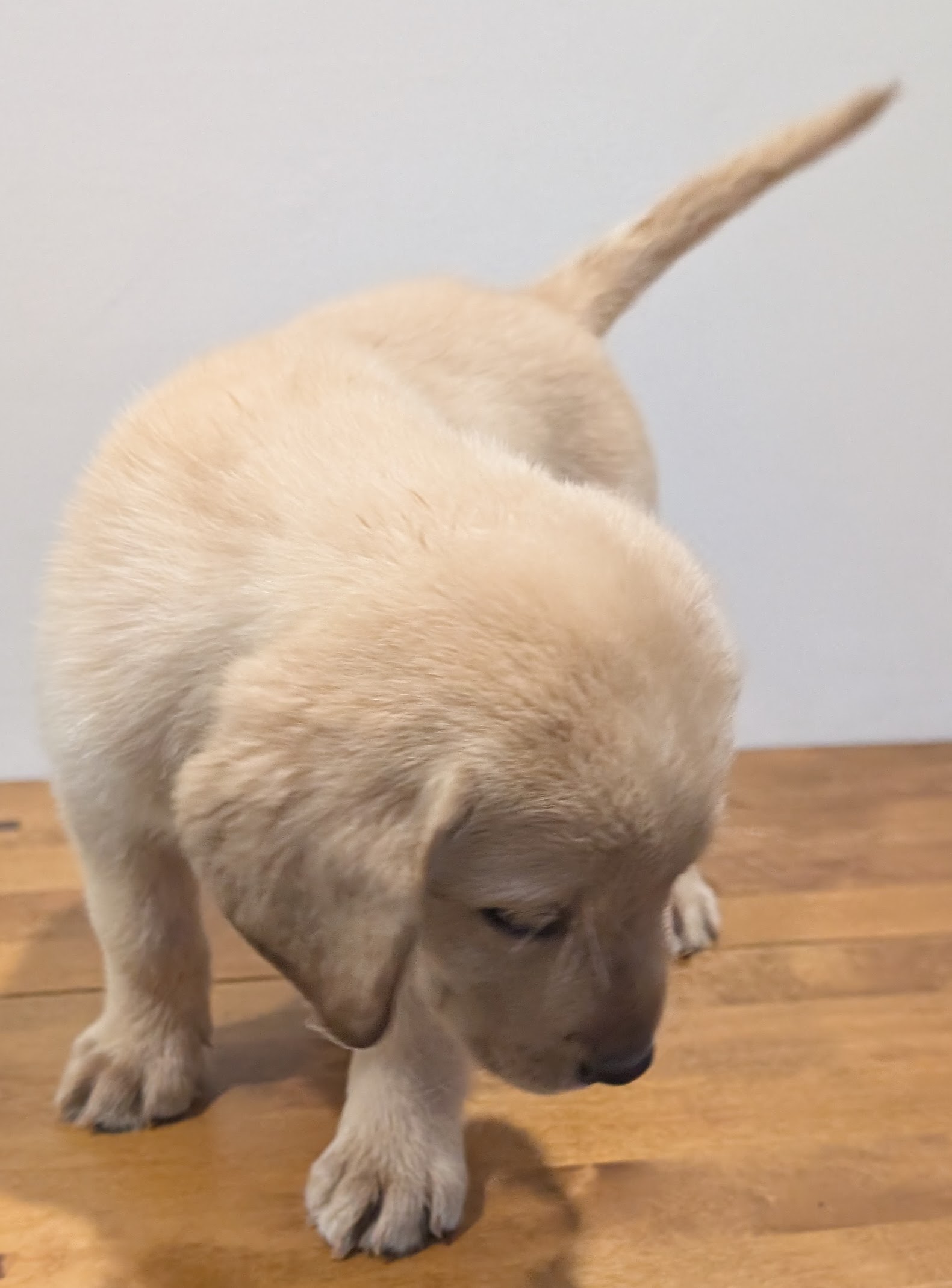 Labrador Retriever Puppies – Black and Yellow Available! — photo 5