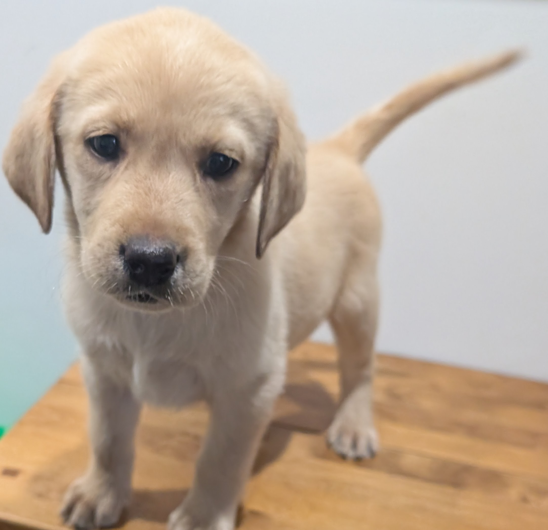 Labrador Retriever Puppies – Black and Yellow Available! — photo 7