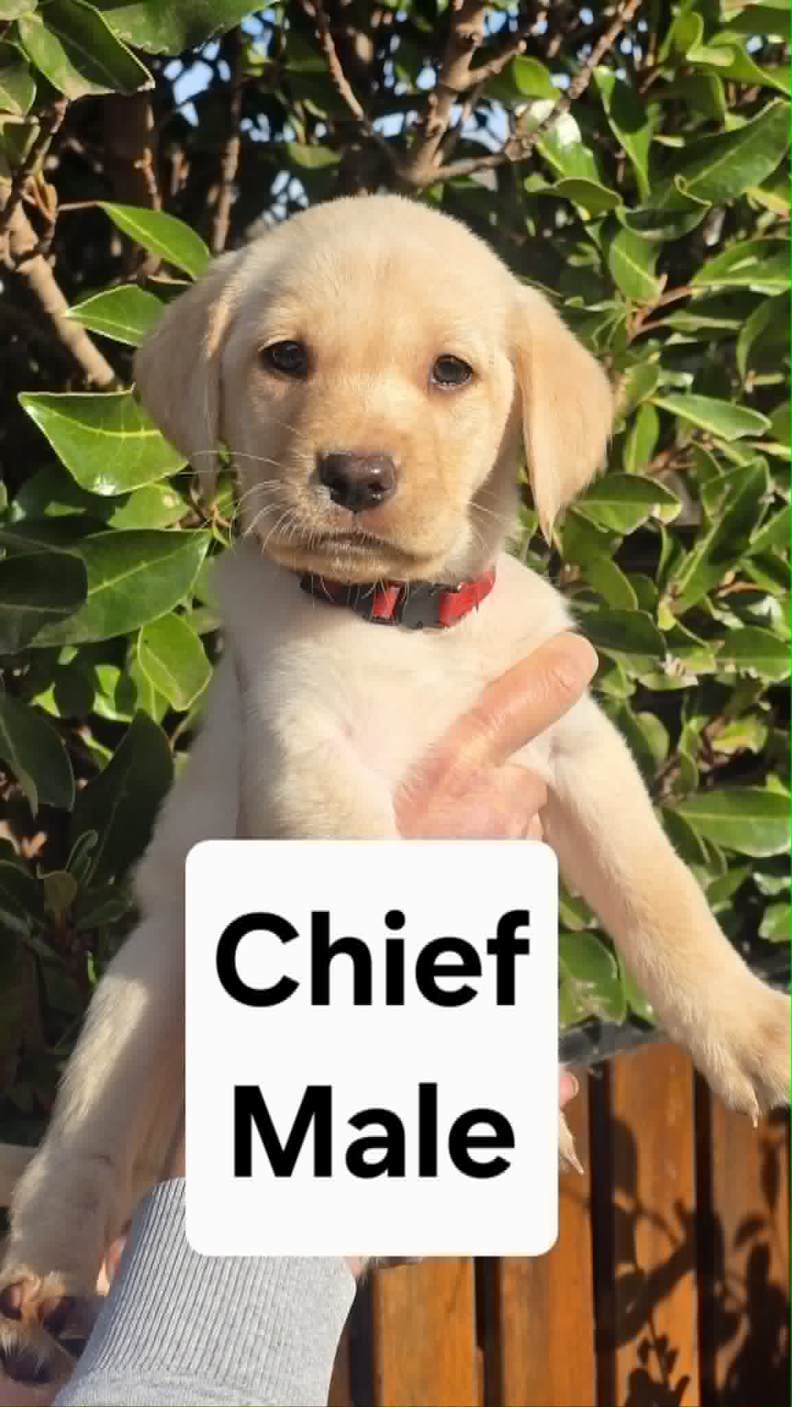 Only 3 Golden Labrador Puppies Available!