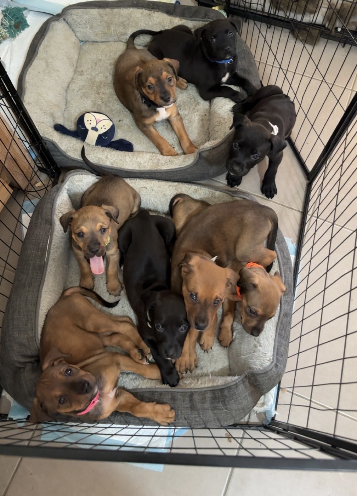 Rottweiler cross staffy — photo 1