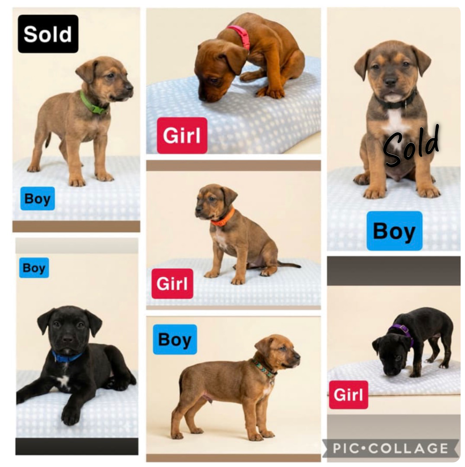 Rottweiler cross staffy — photo 3