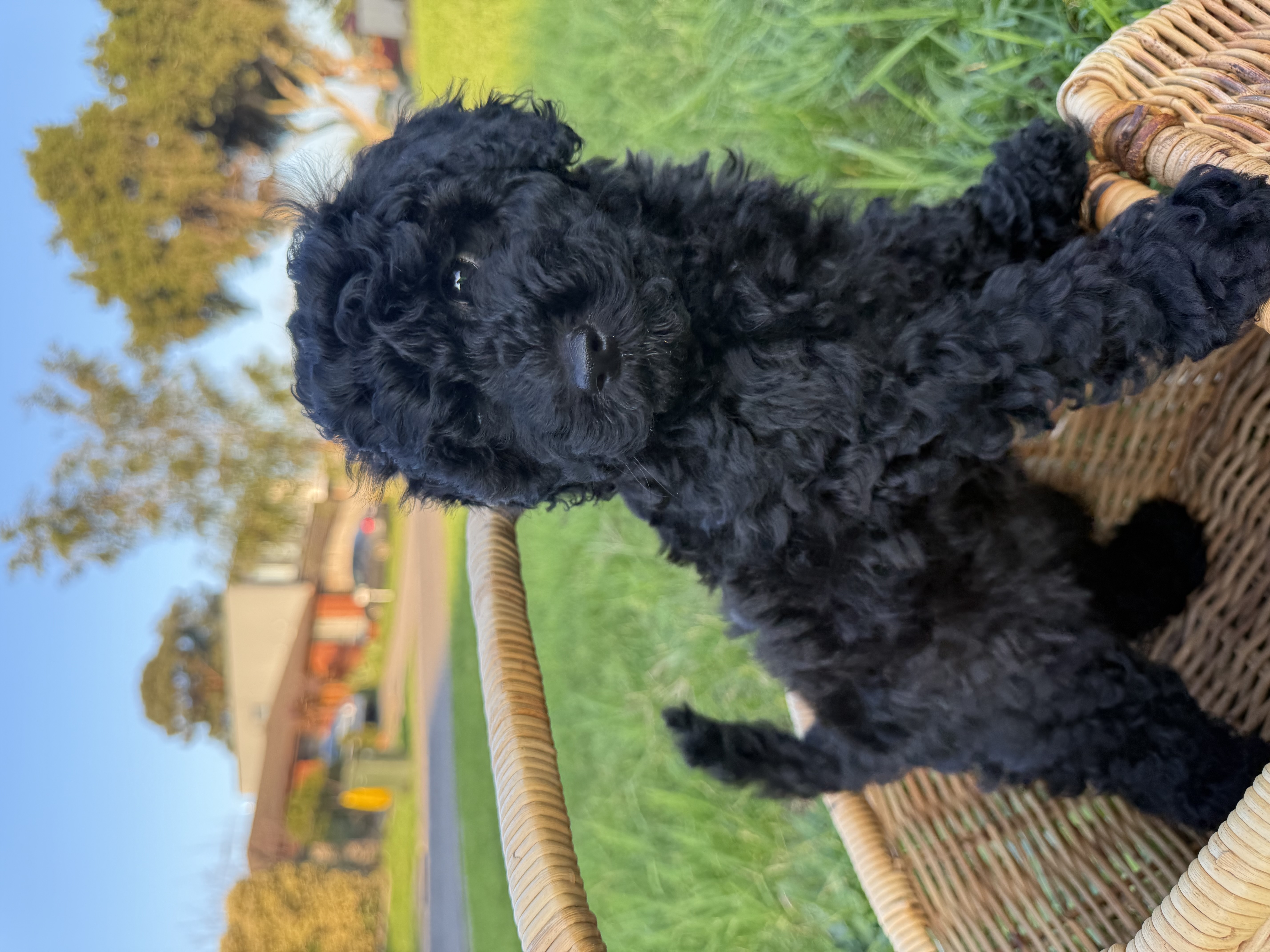 Spoodle × Poodle Puppies – Ready for Loving Homes – Werribee VIC — photo 1