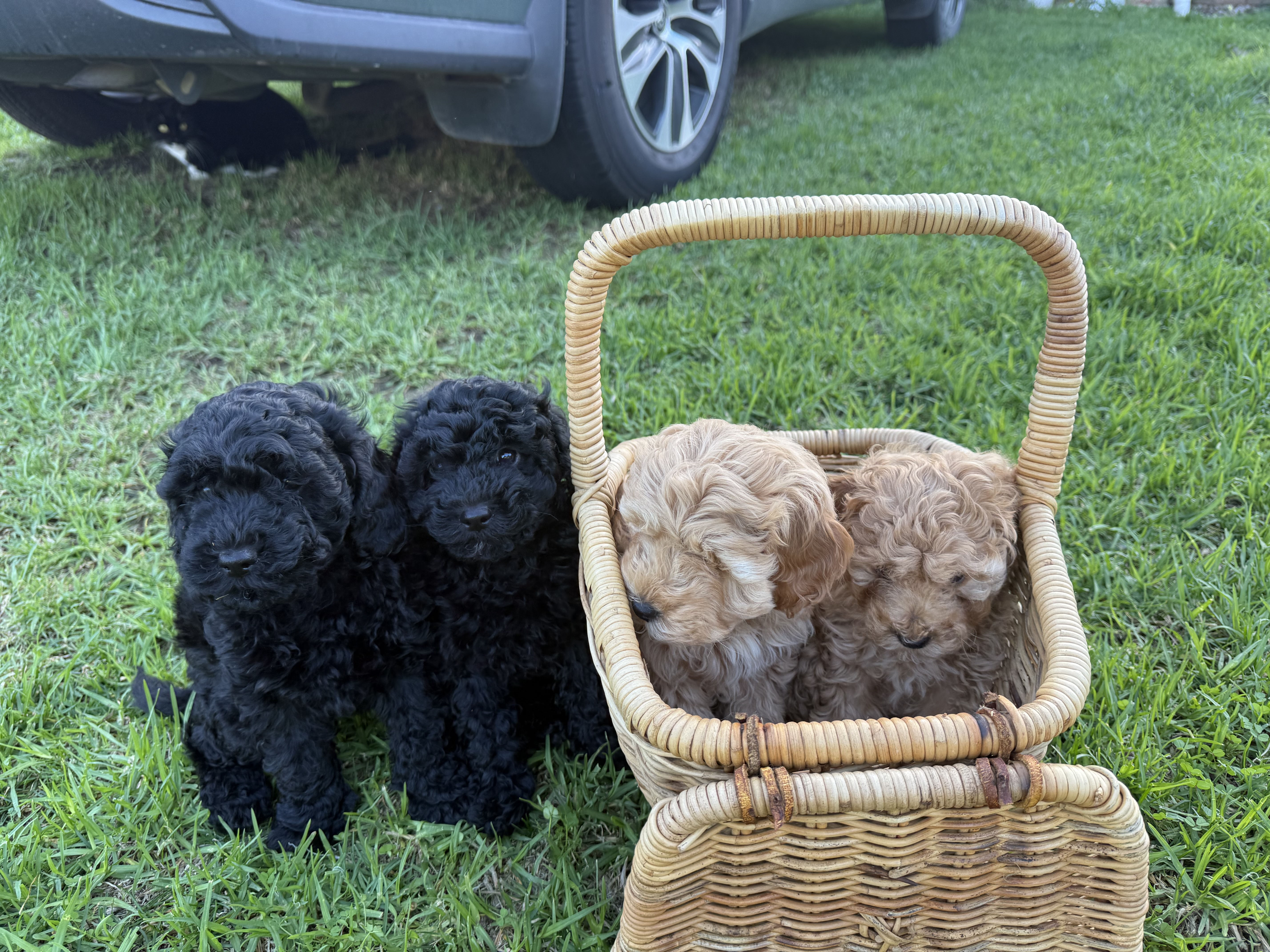 Spoodle × Poodle Puppies – Ready for Loving Homes – Werribee VIC — photo 10