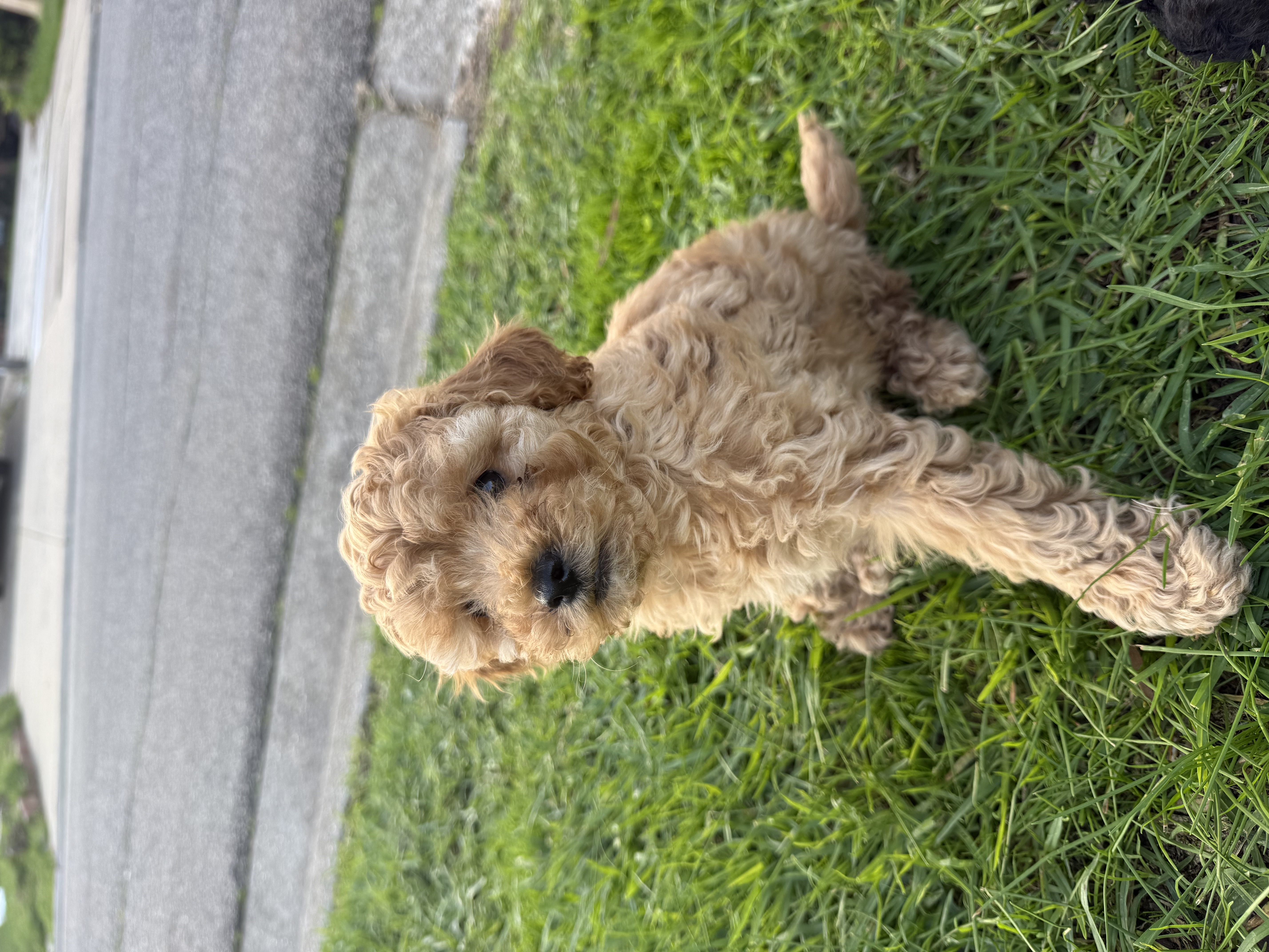 Spoodle × Poodle Puppies – Ready for Loving Homes – Werribee VIC — photo 4