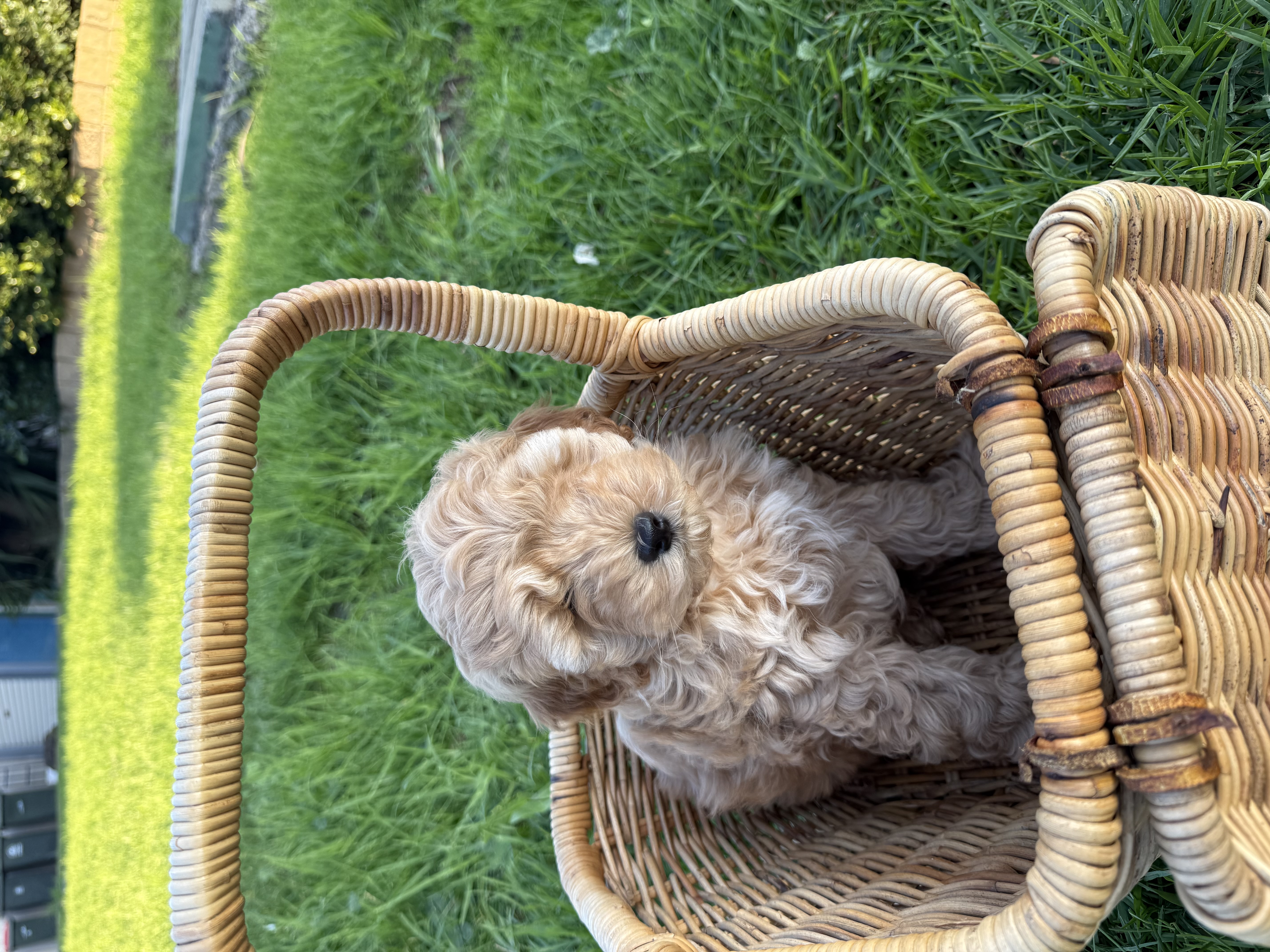 Spoodle × Poodle Puppies – Ready for Loving Homes – Werribee VIC — photo 5