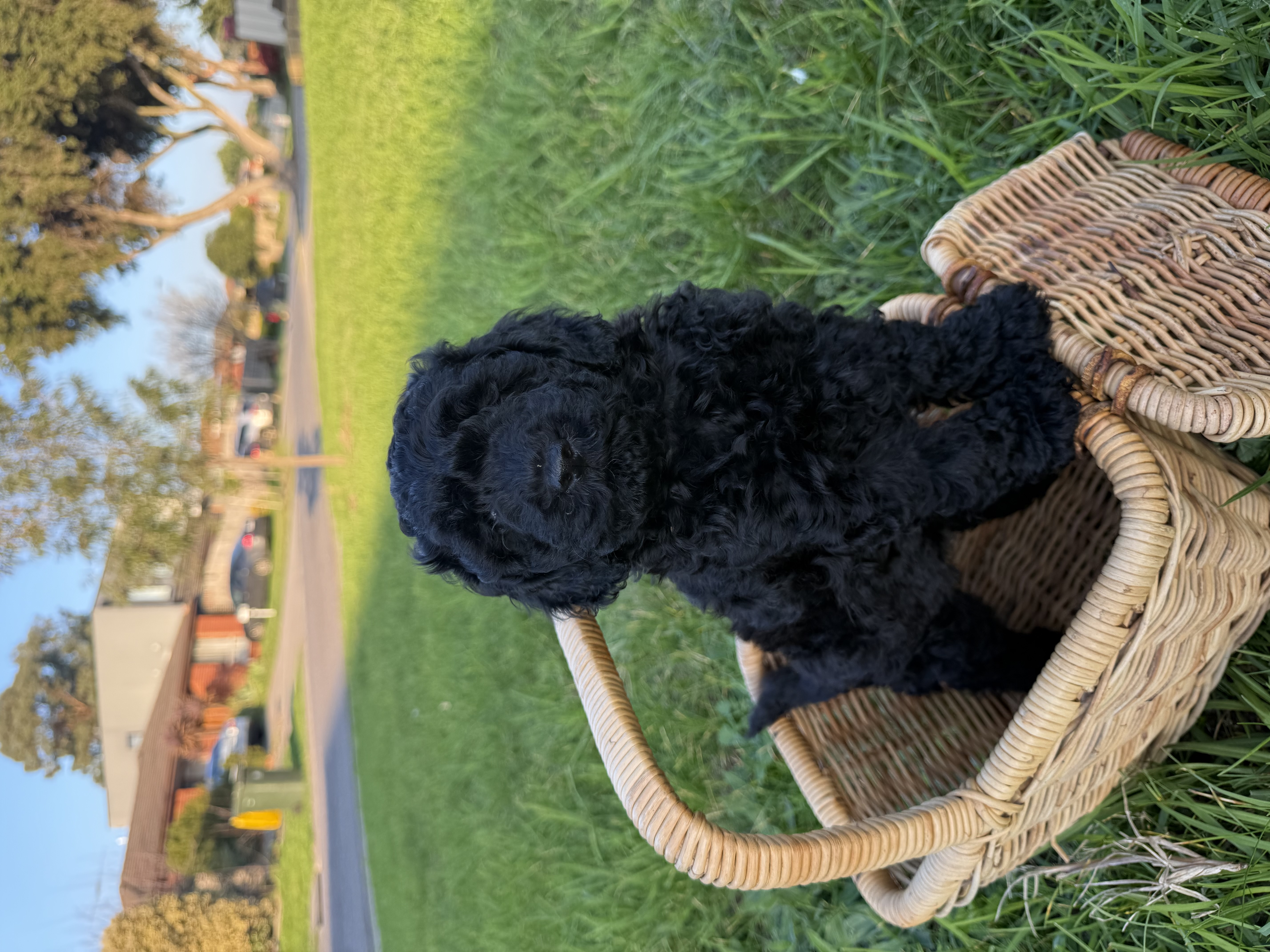 Spoodle × Poodle Puppies – Ready for Loving Homes – Werribee VIC — photo 3