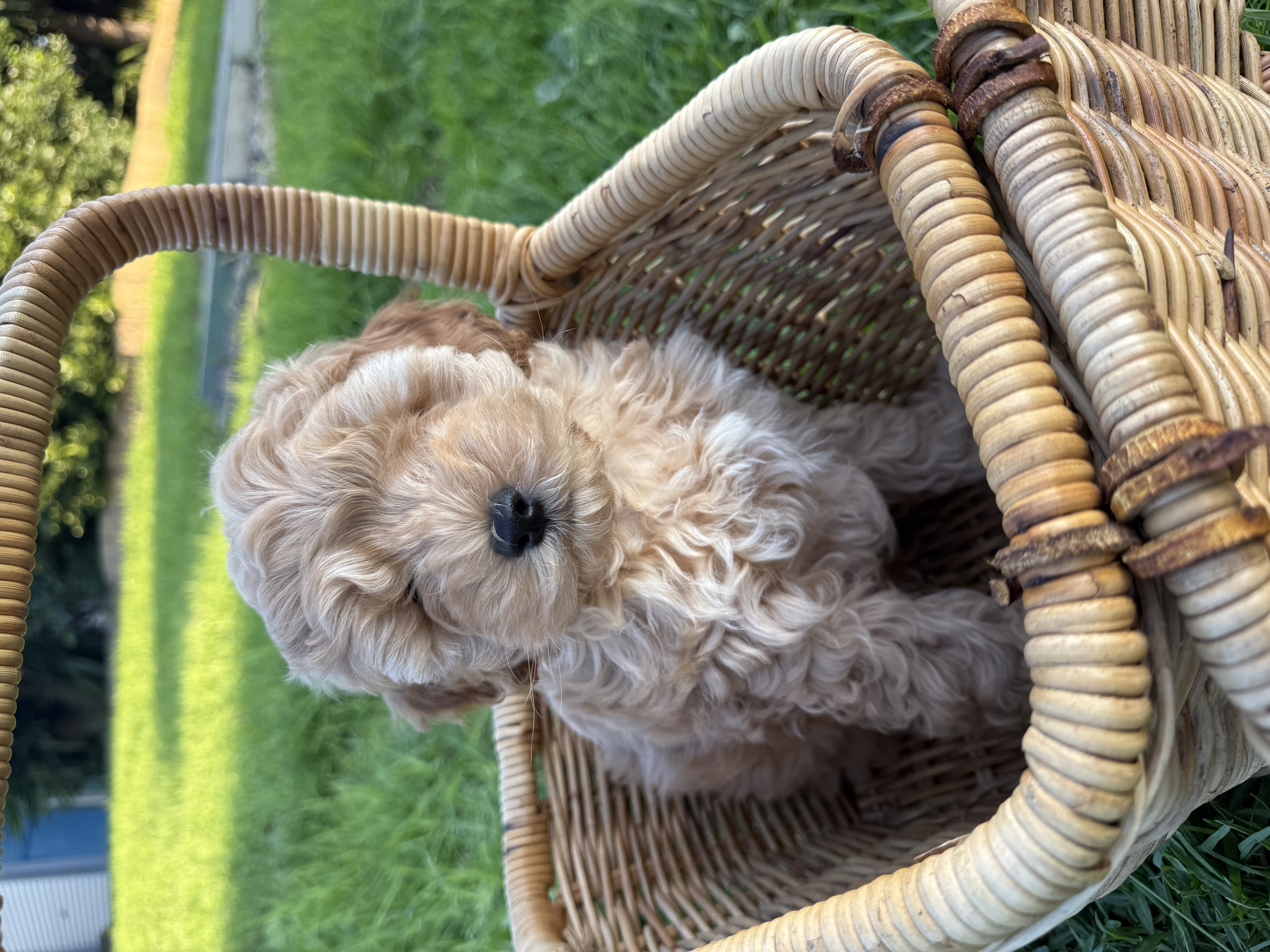 Spoodle × Poodle Puppies – Ready for Loving Homes – Werribee VIC — photo 2
