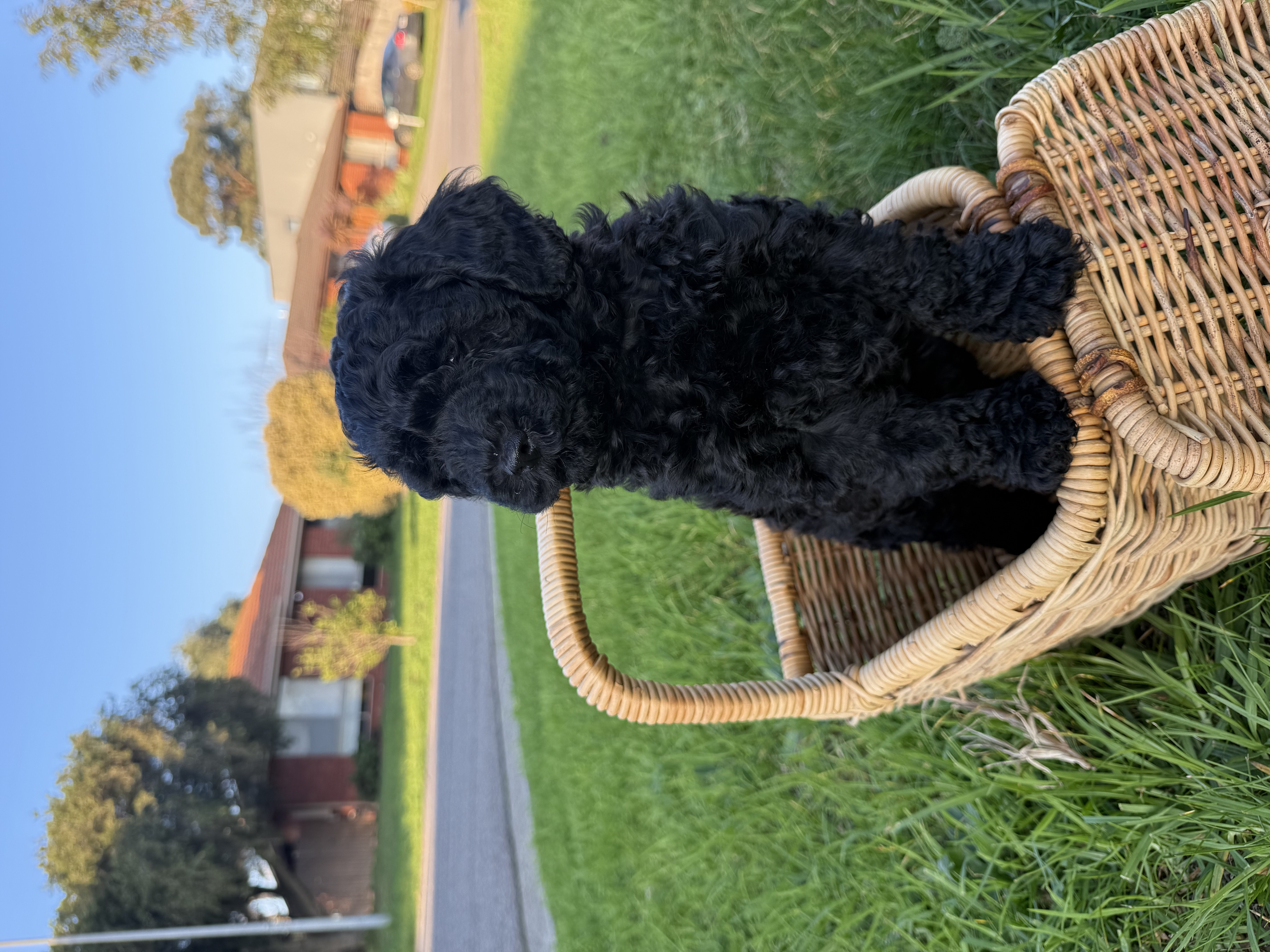 Spoodle × Poodle Puppies – Ready for Loving Homes – Werribee VIC — photo 6