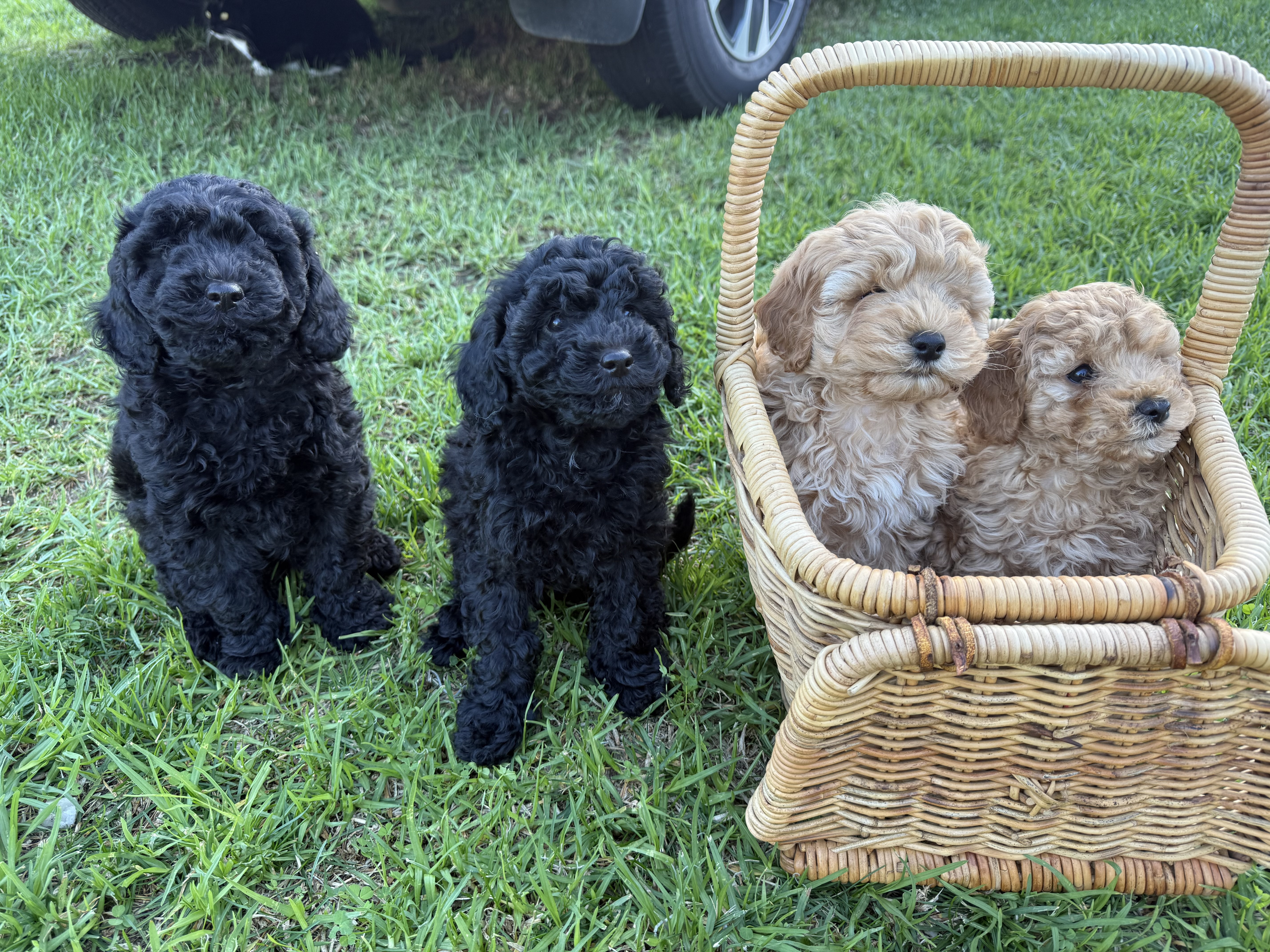 Spoodle × Poodle Puppies – Ready for Loving Homes – Werribee VIC — photo 11
