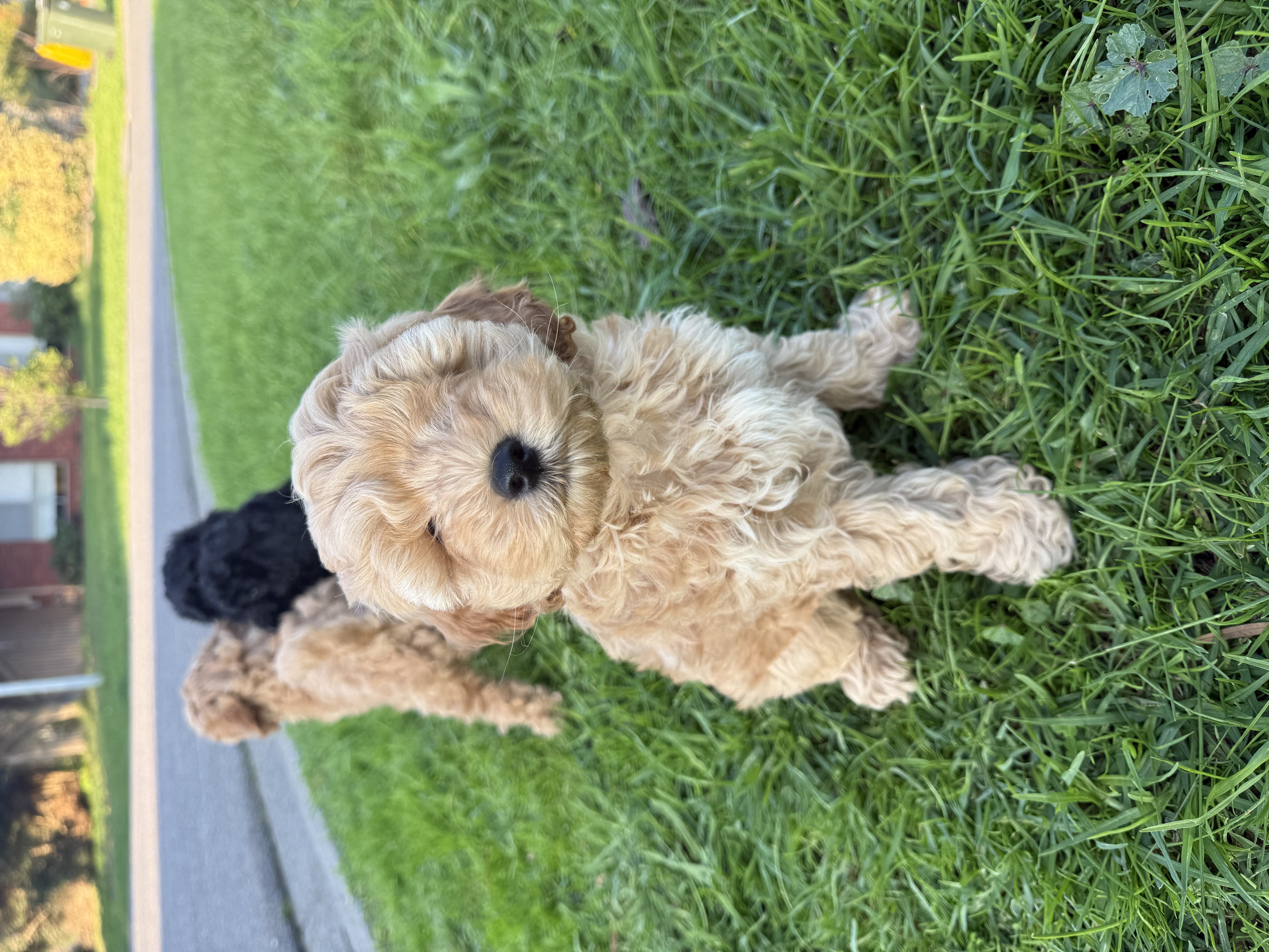 Spoodle × Poodle Puppies – Ready for Loving Homes – Werribee VIC — photo 8