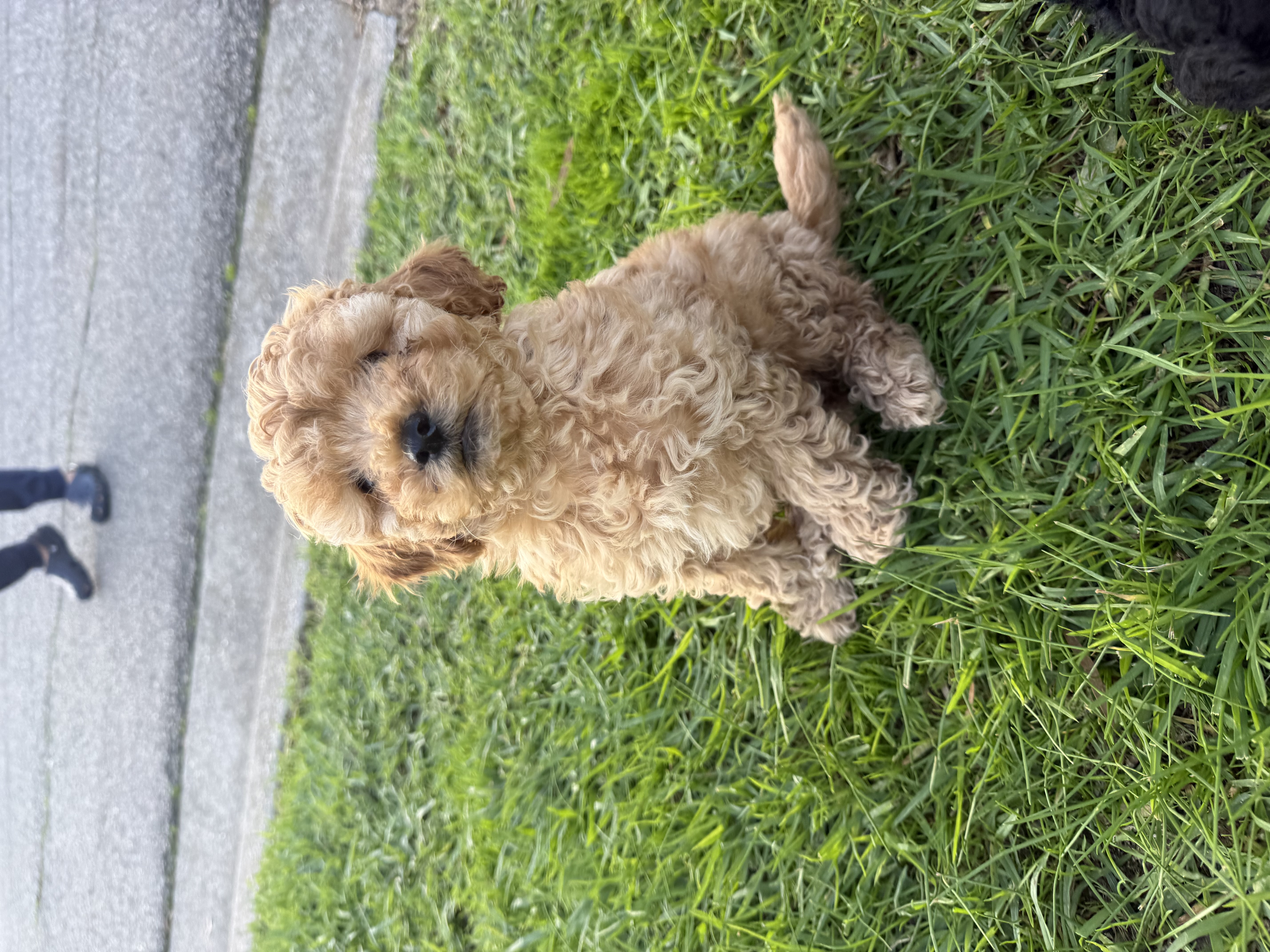 Spoodle × Poodle Puppies – Ready for Loving Homes – Werribee VIC — photo 9