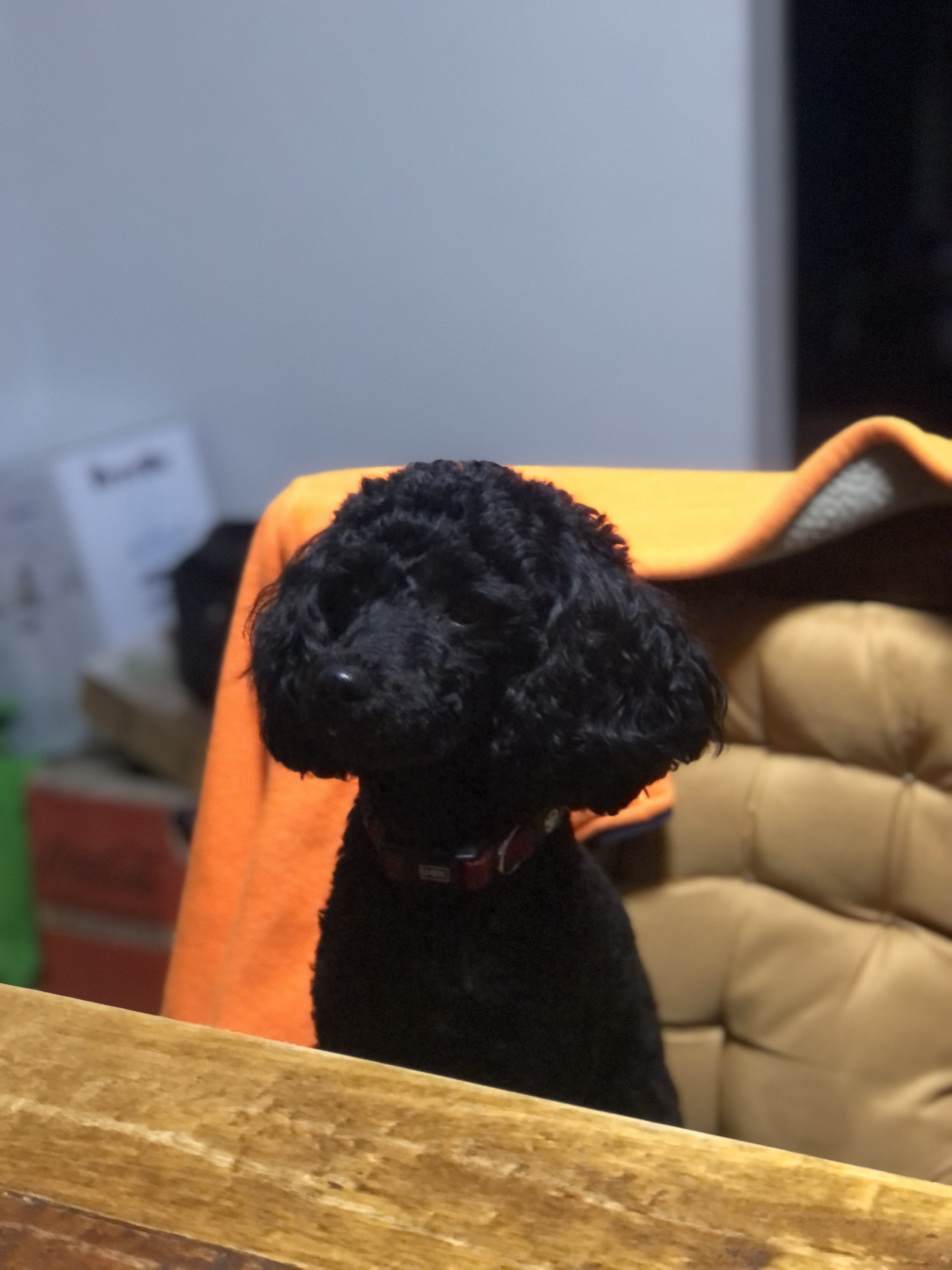 Mother — Coco — photo 1 of 2