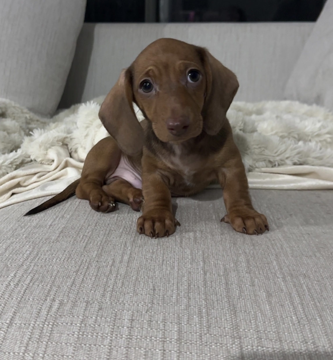 Miniature Dachshund Puppies