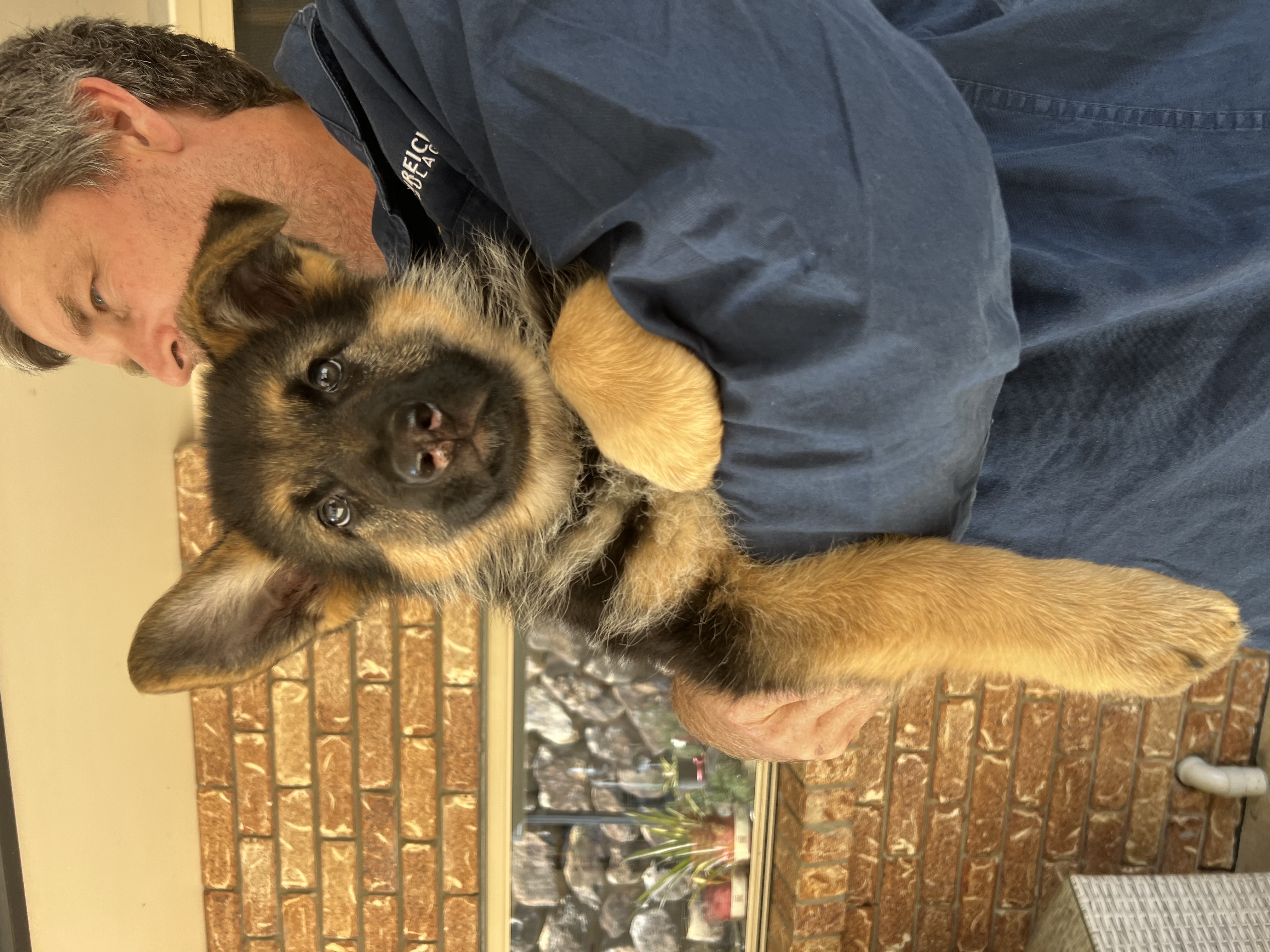 Pure bred German shepherd puppies