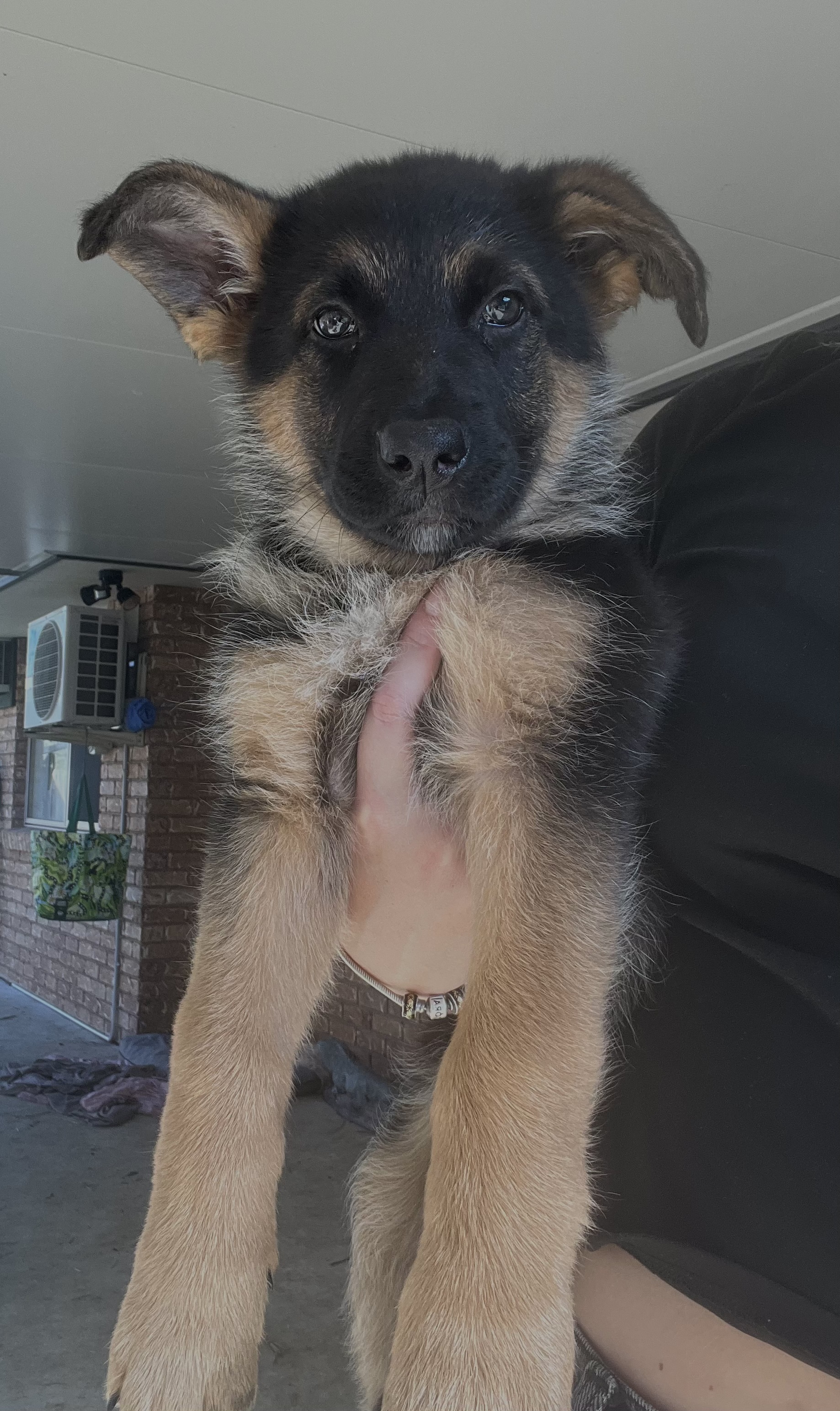 Puppy 2