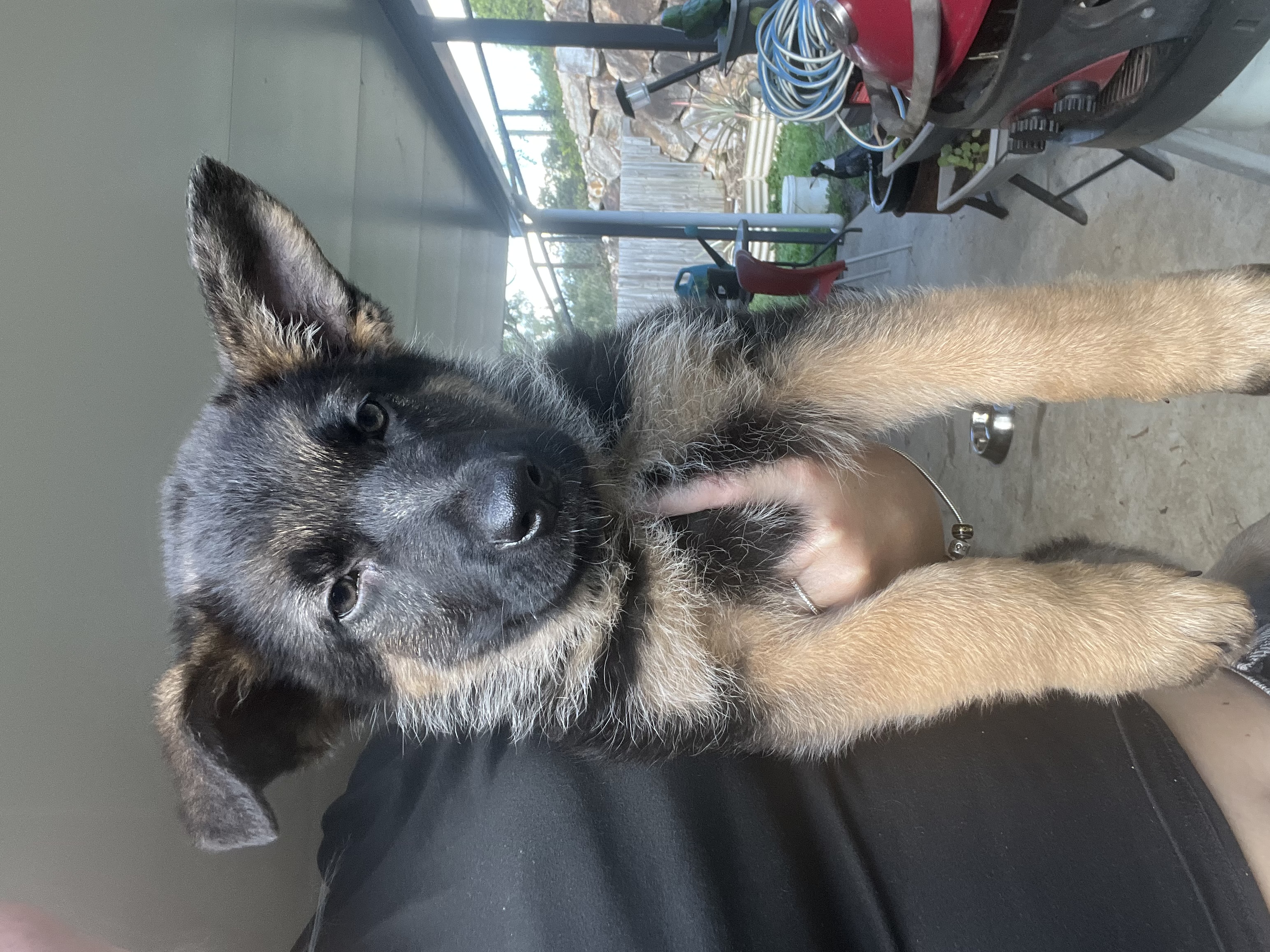 Puppy 3
