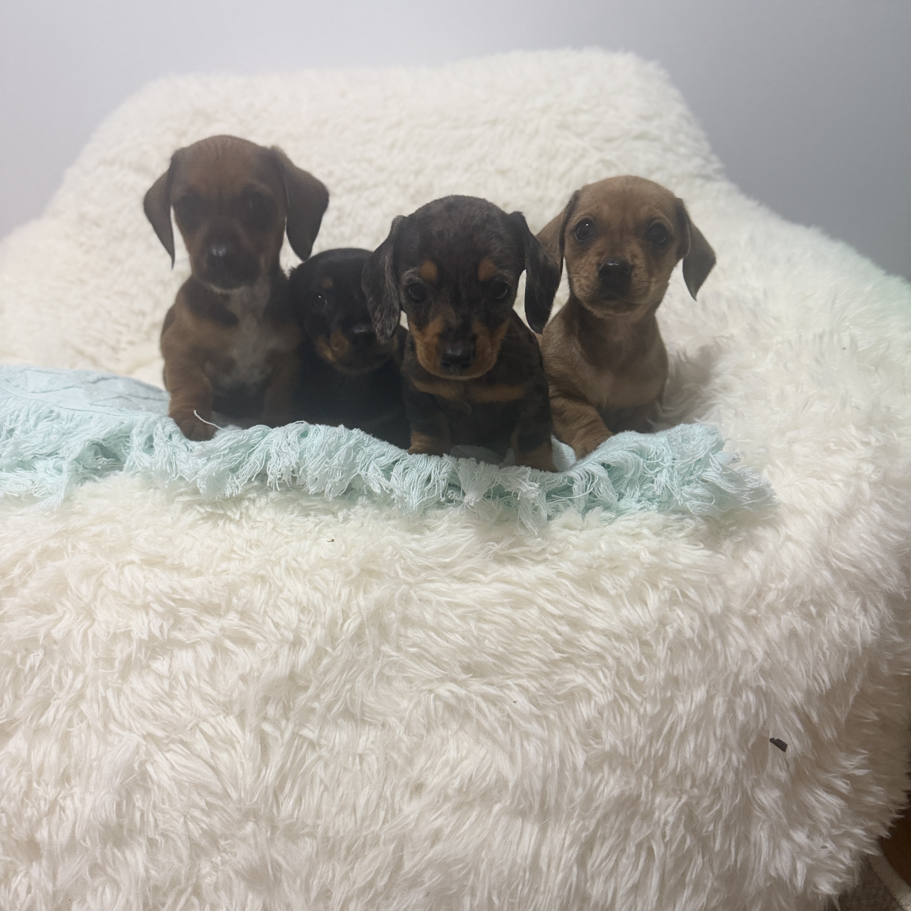 Purebred Miniature Dachshund Puppies