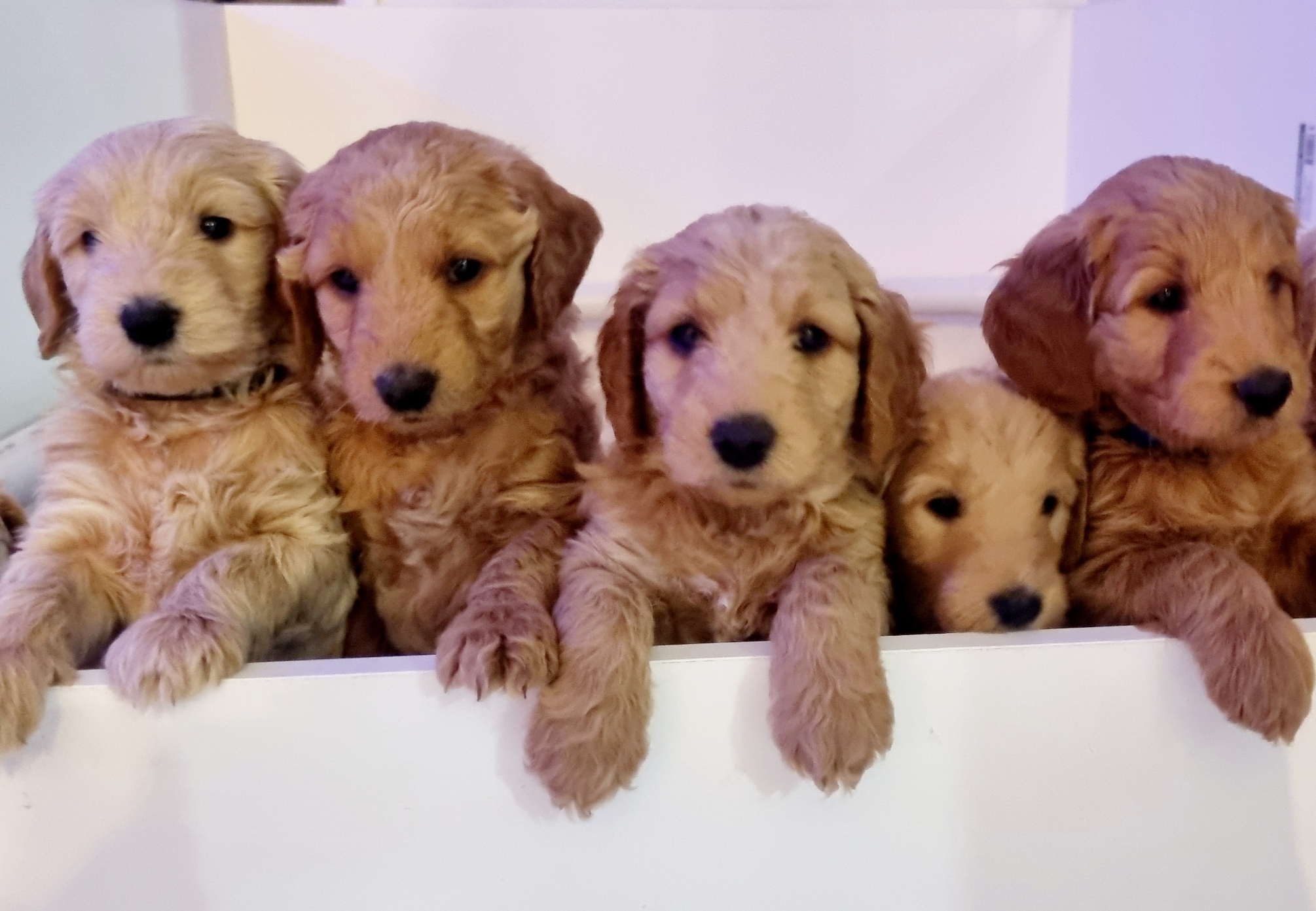 Multi-Gen Groodles