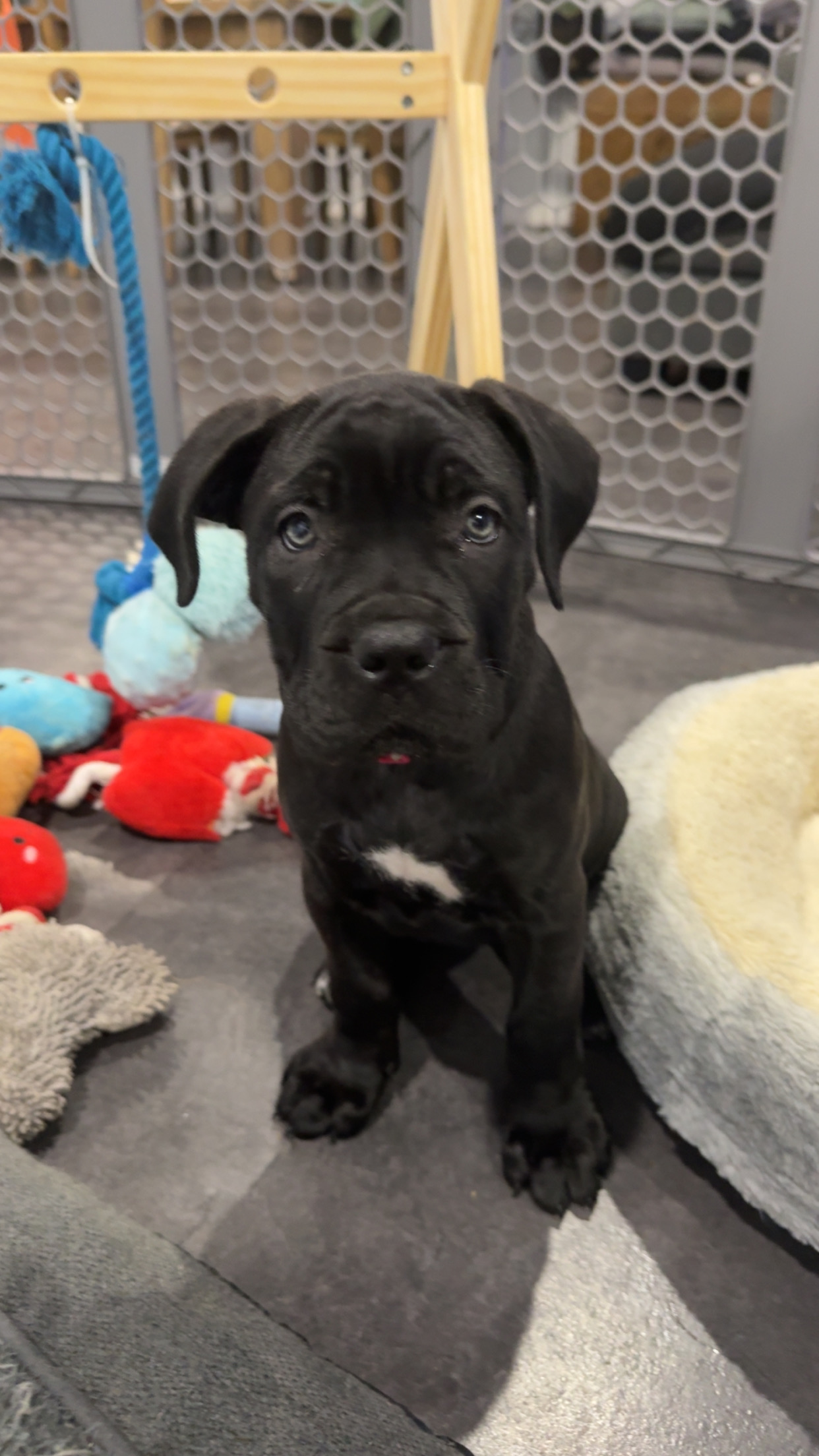 Pure cane corso puppies — photo 2