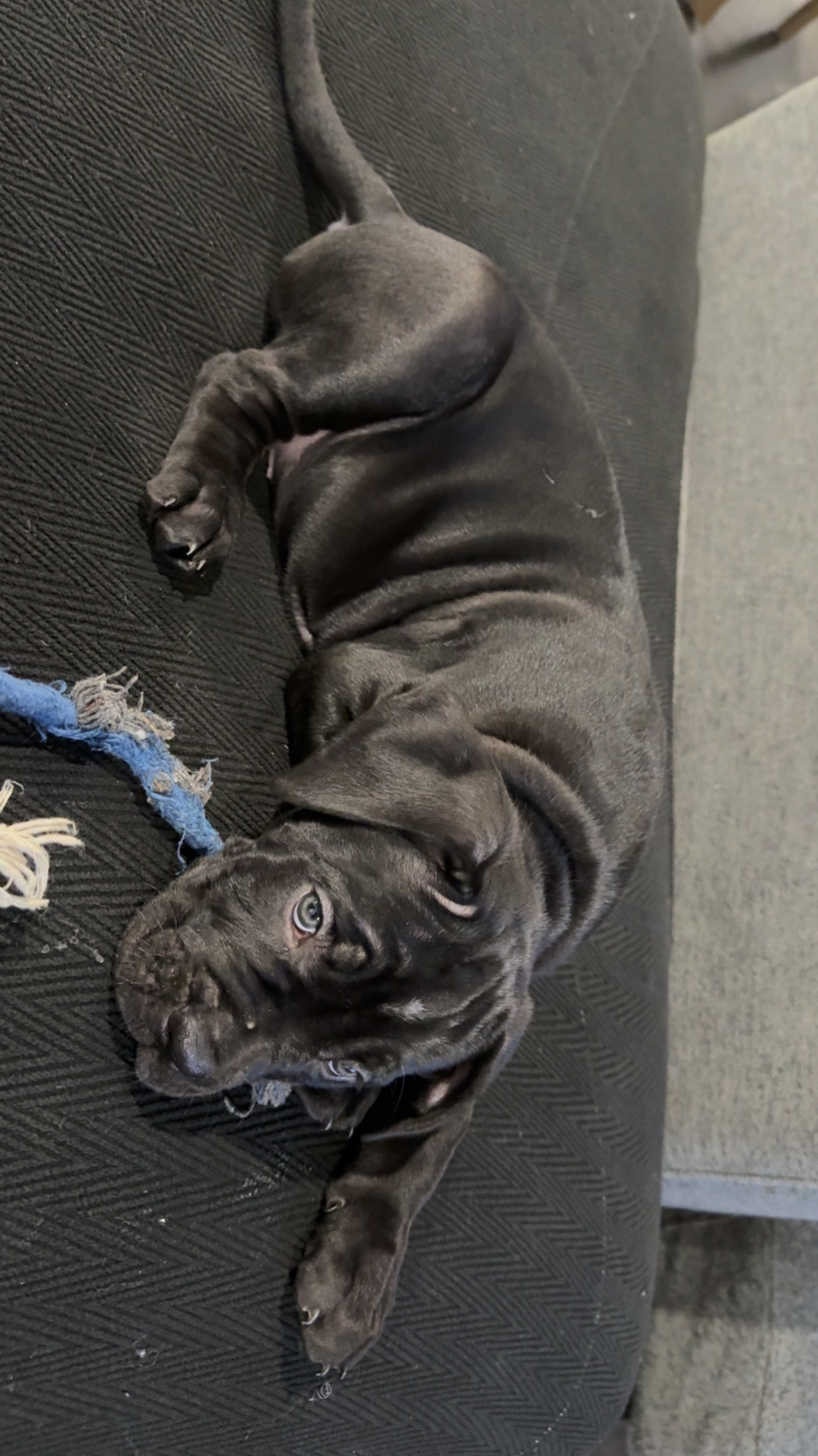 Pure cane corso puppies — photo 1