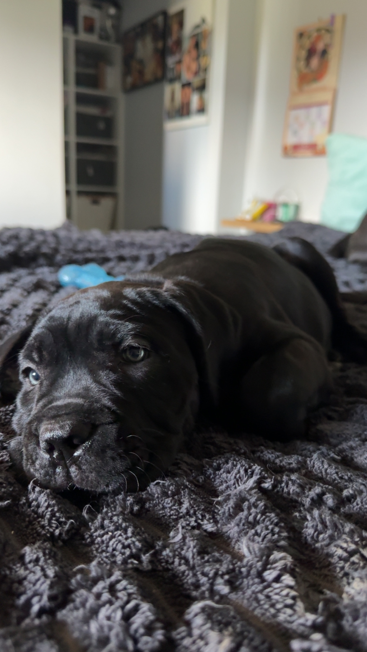 Pure cane corso puppies — photo 3
