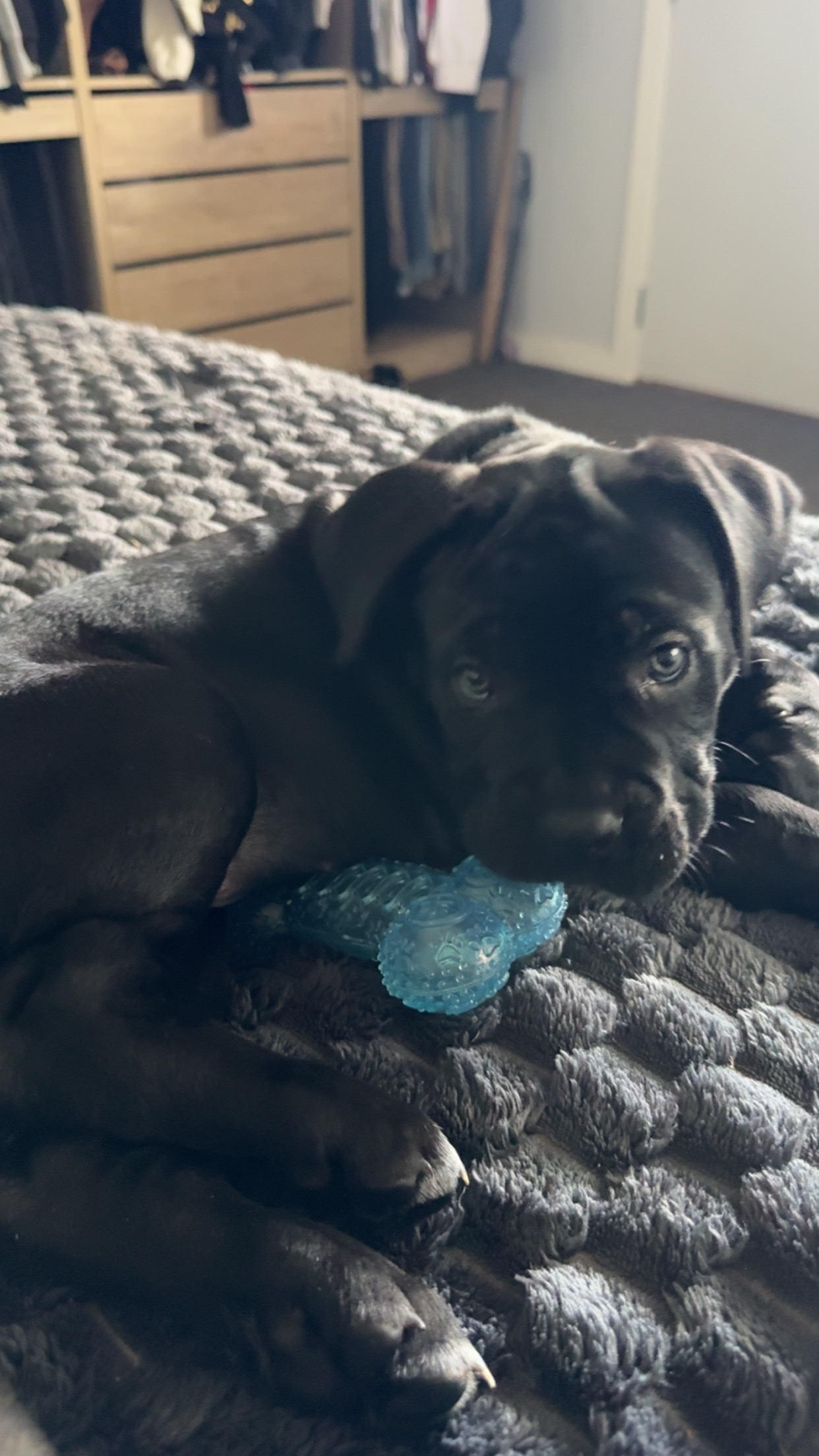Pure cane corso puppies — photo 4