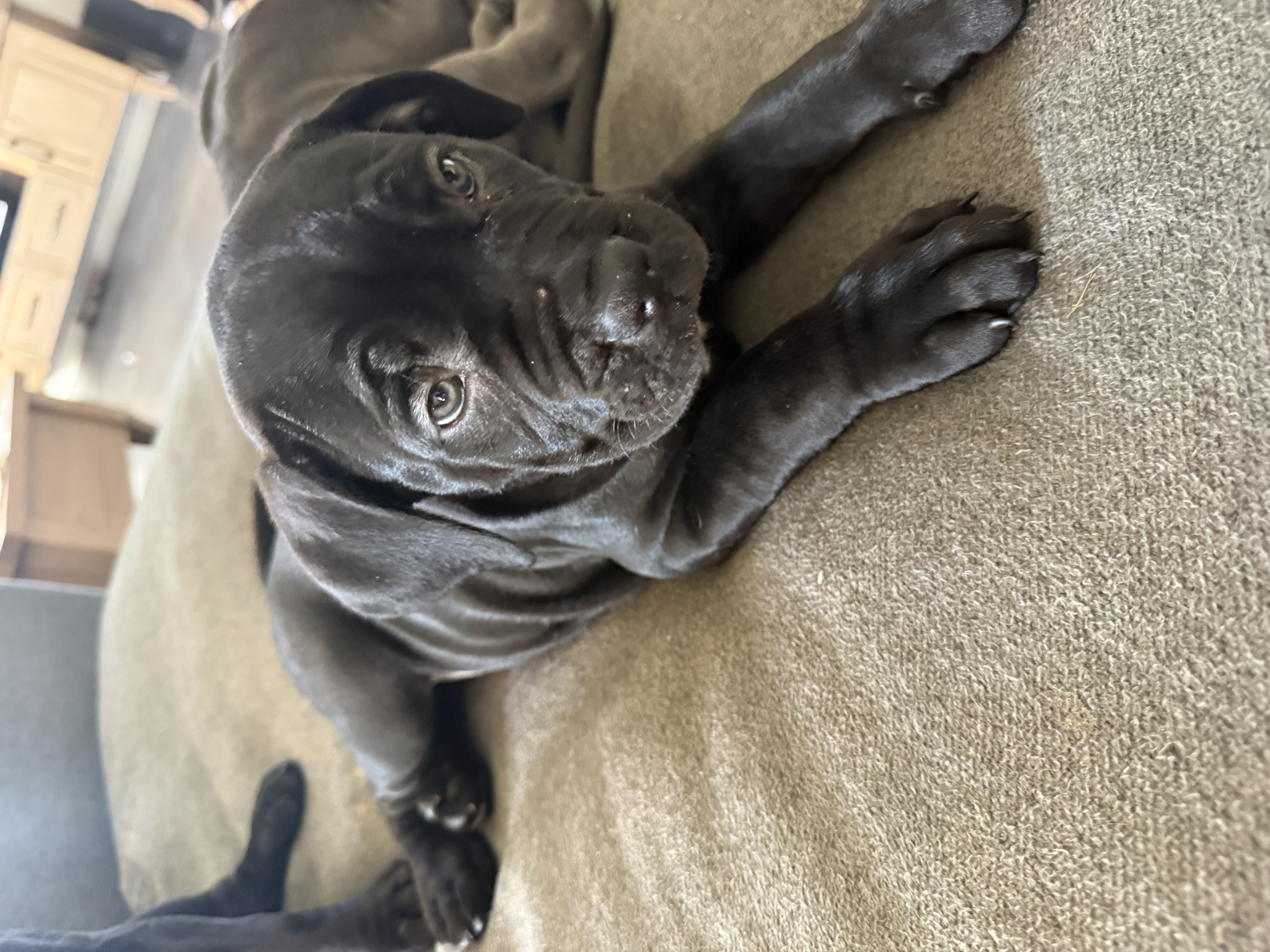 Pure cane corso puppies — photo 5