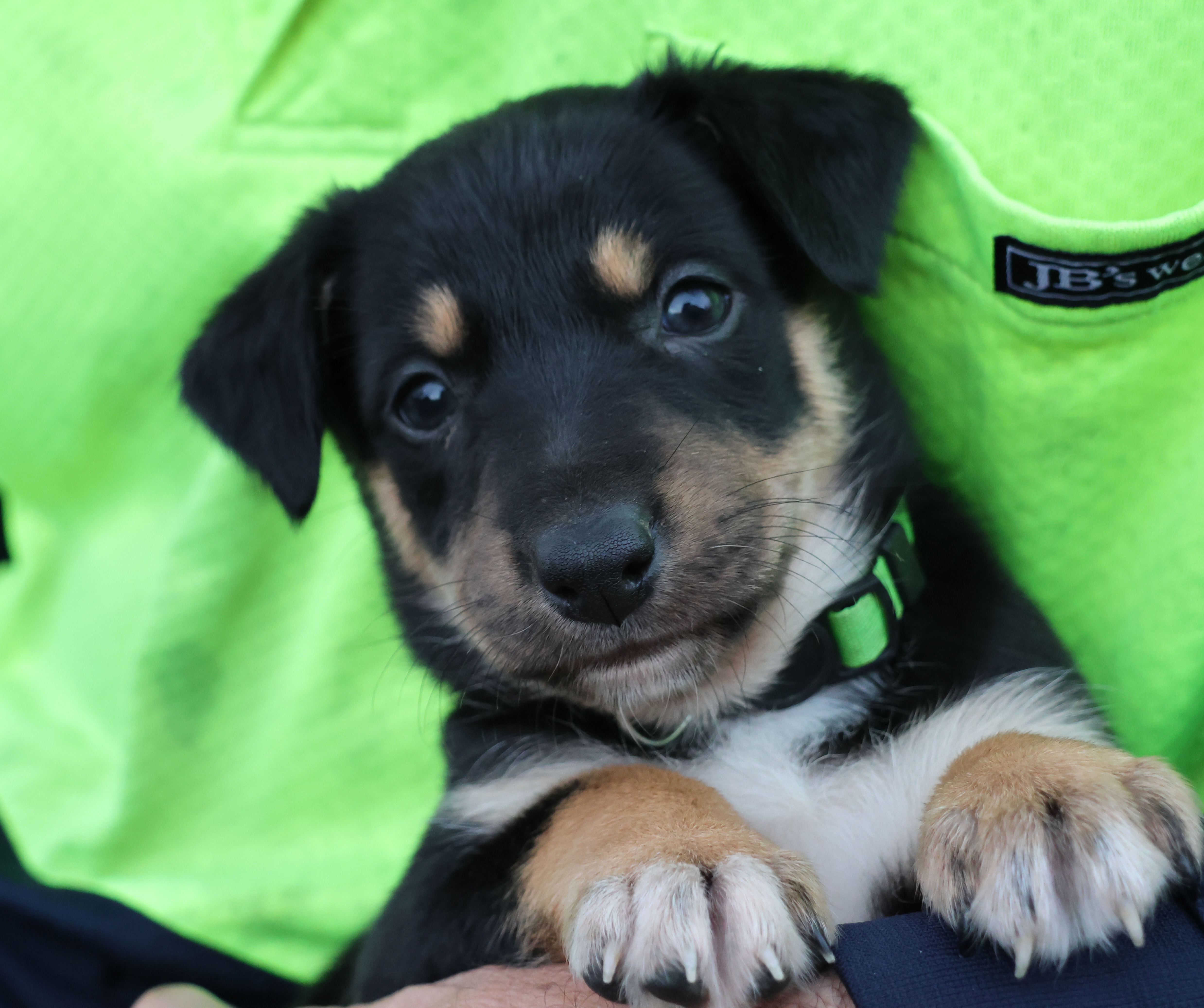Kelpie/Working Collie — photo 1