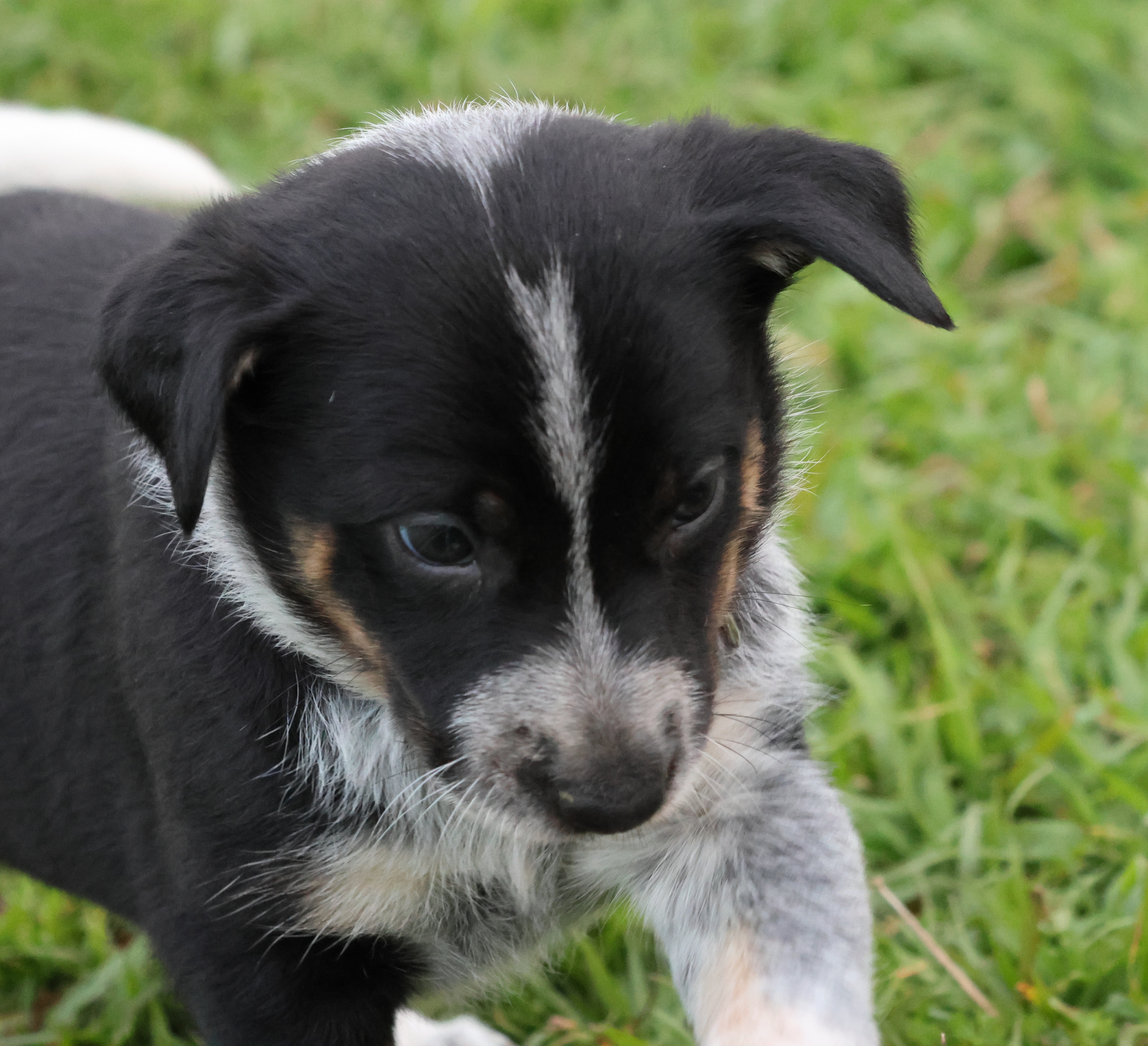 Kelpie/Working Collie — photo 2