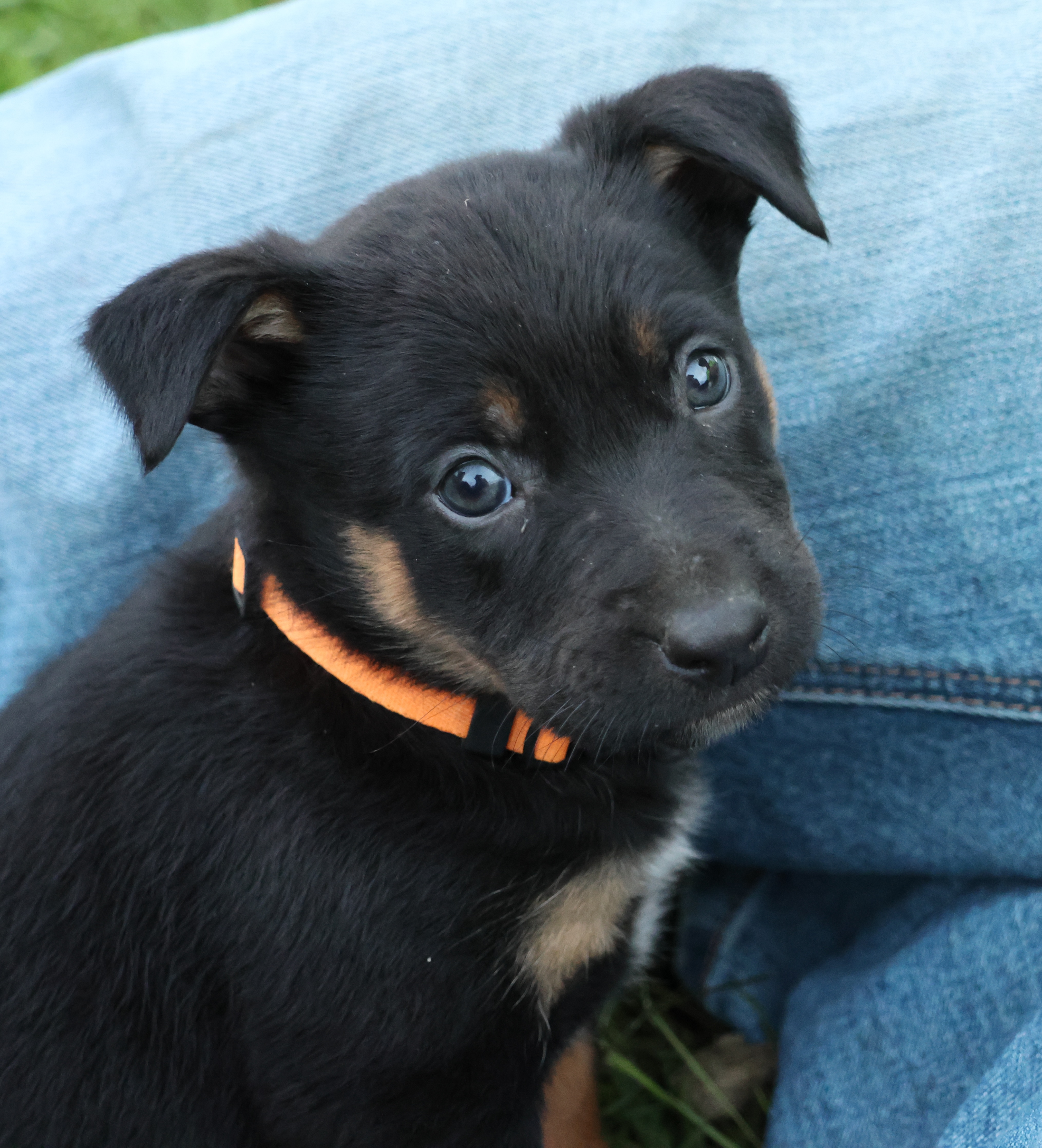 Kelpie/Working Collie — photo 6