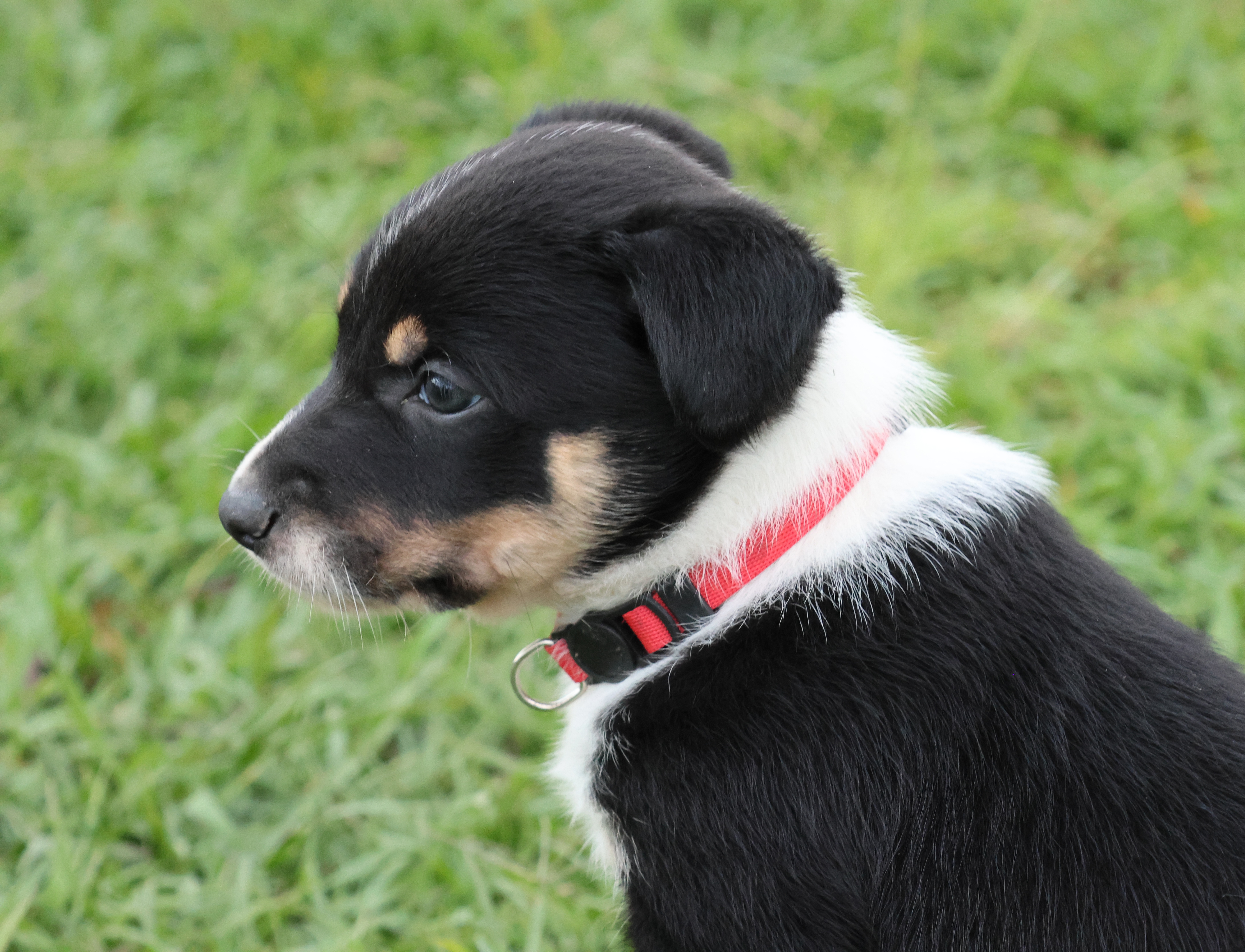 Kelpie/Working Collie — photo 17