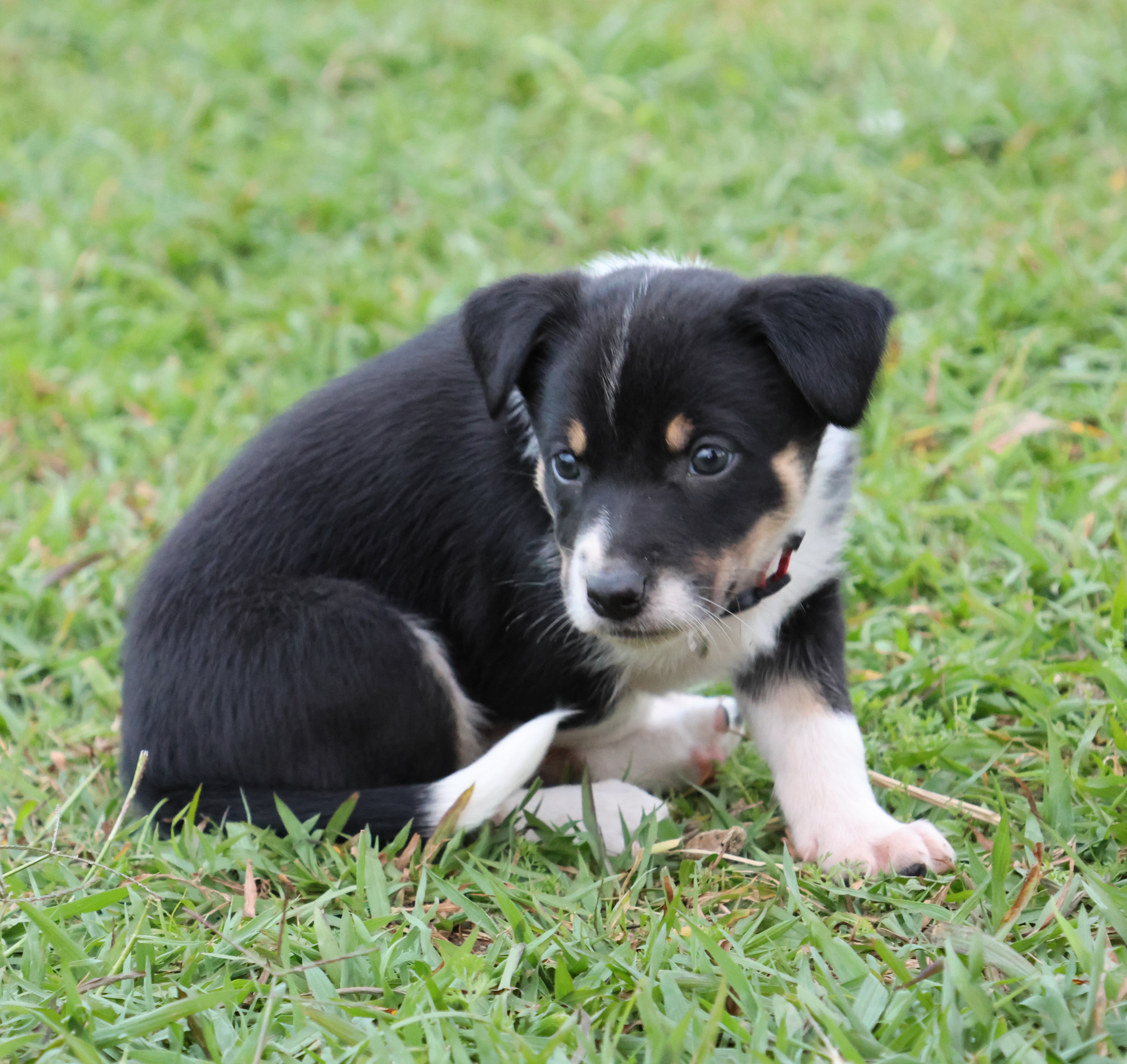 Kelpie/Working Collie — photo 14