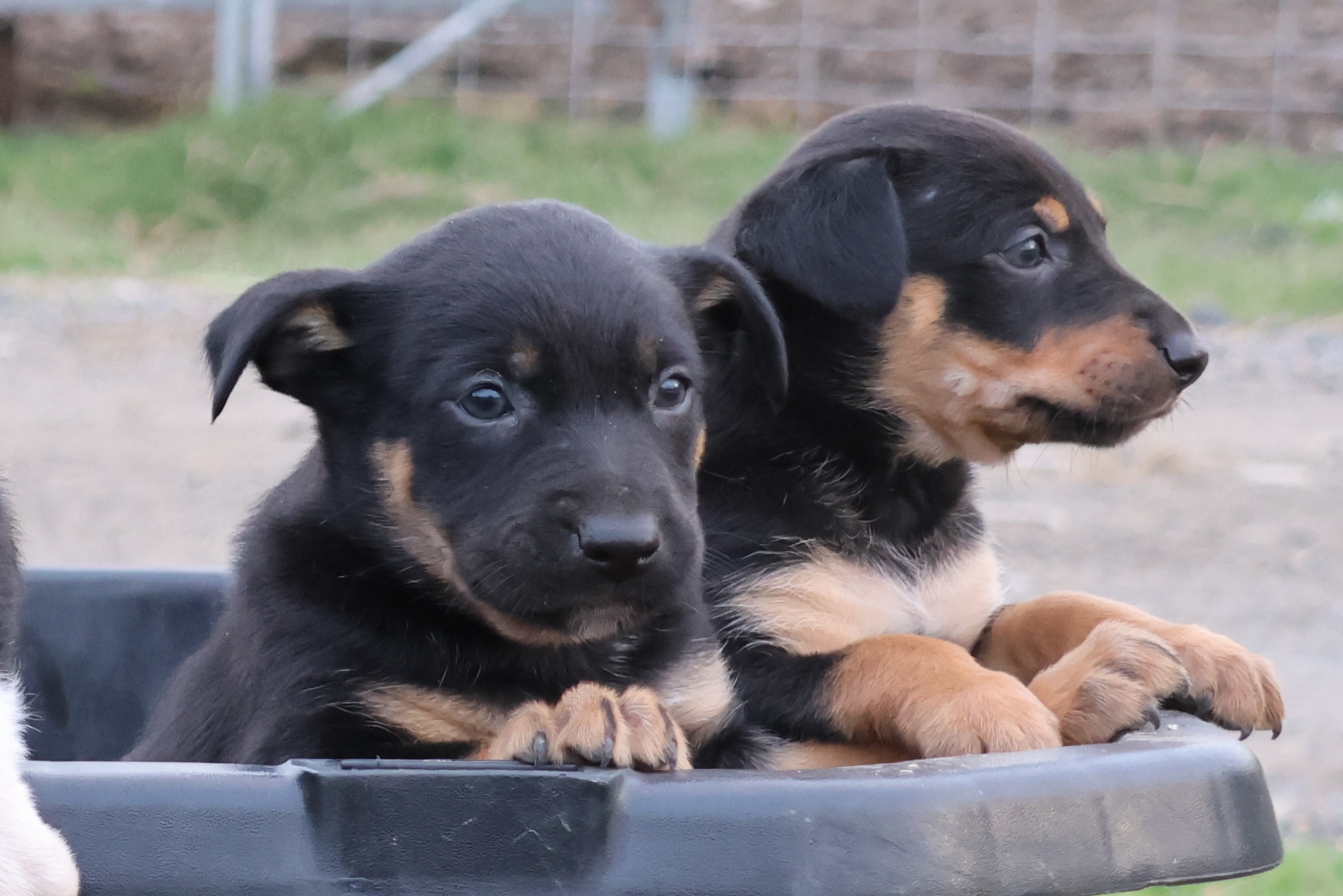 Kelpie/Working Collie — photo 4