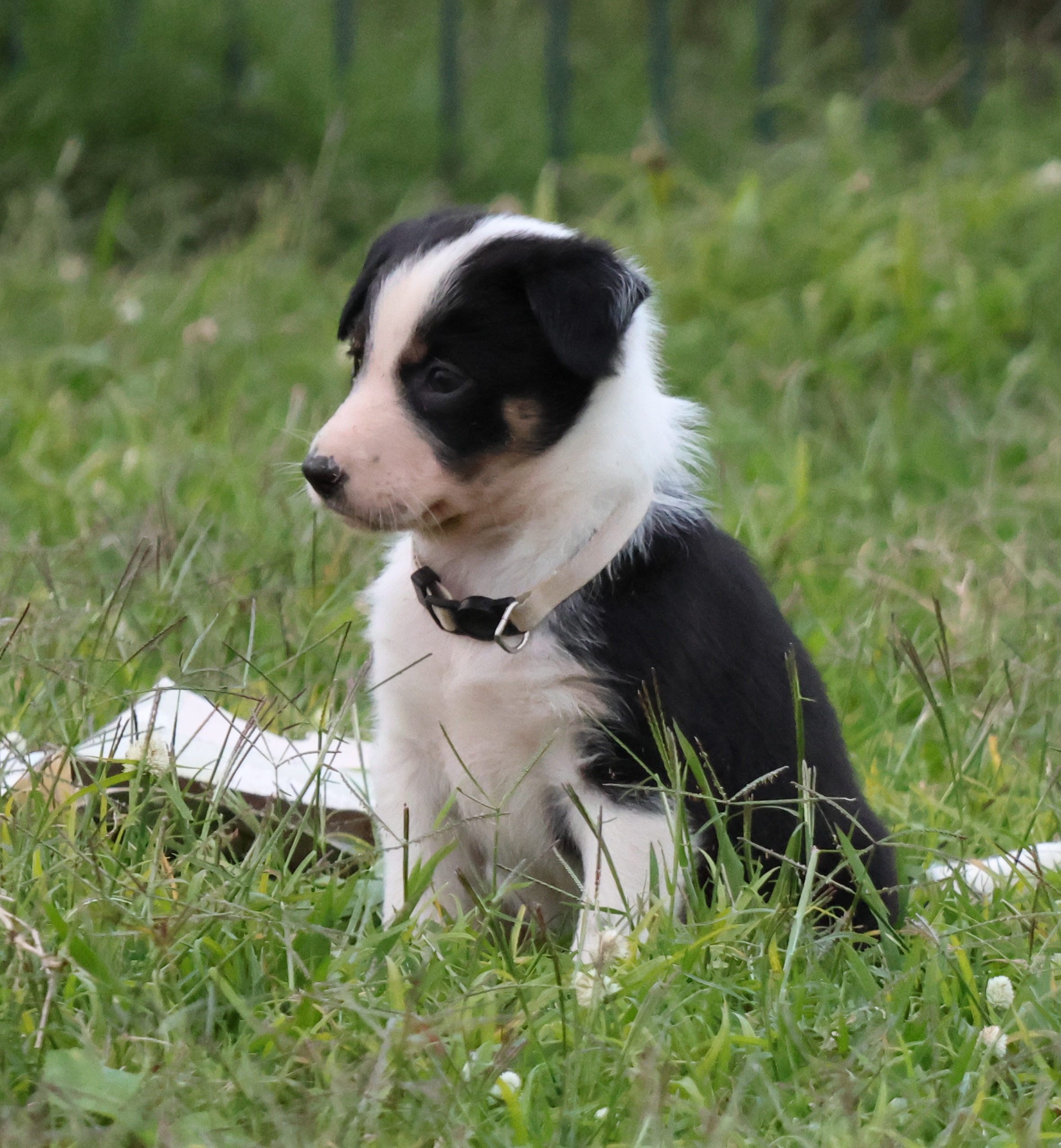 Kelpie/Working Collie — photo 3