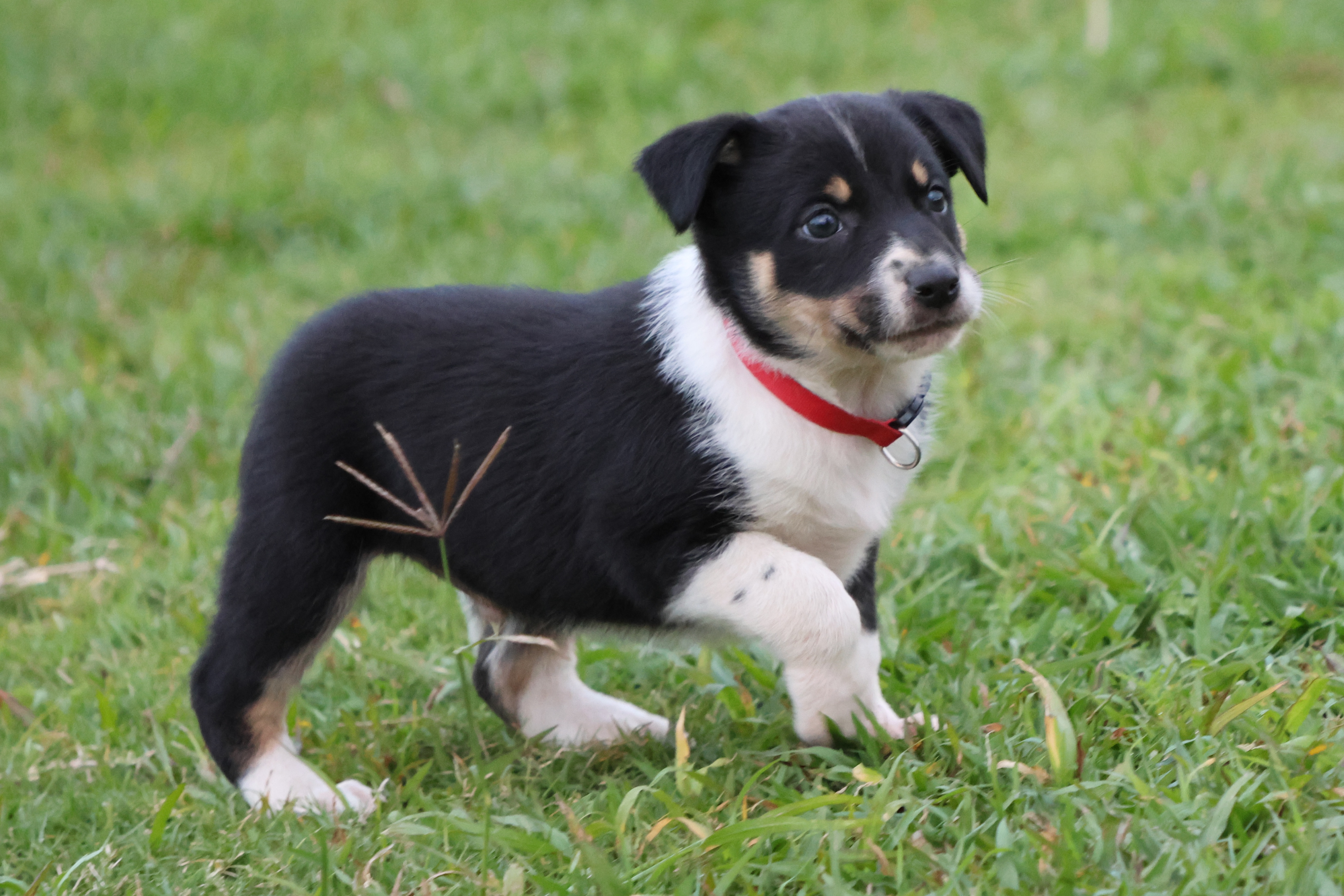 Kelpie/Working Collie — photo 5