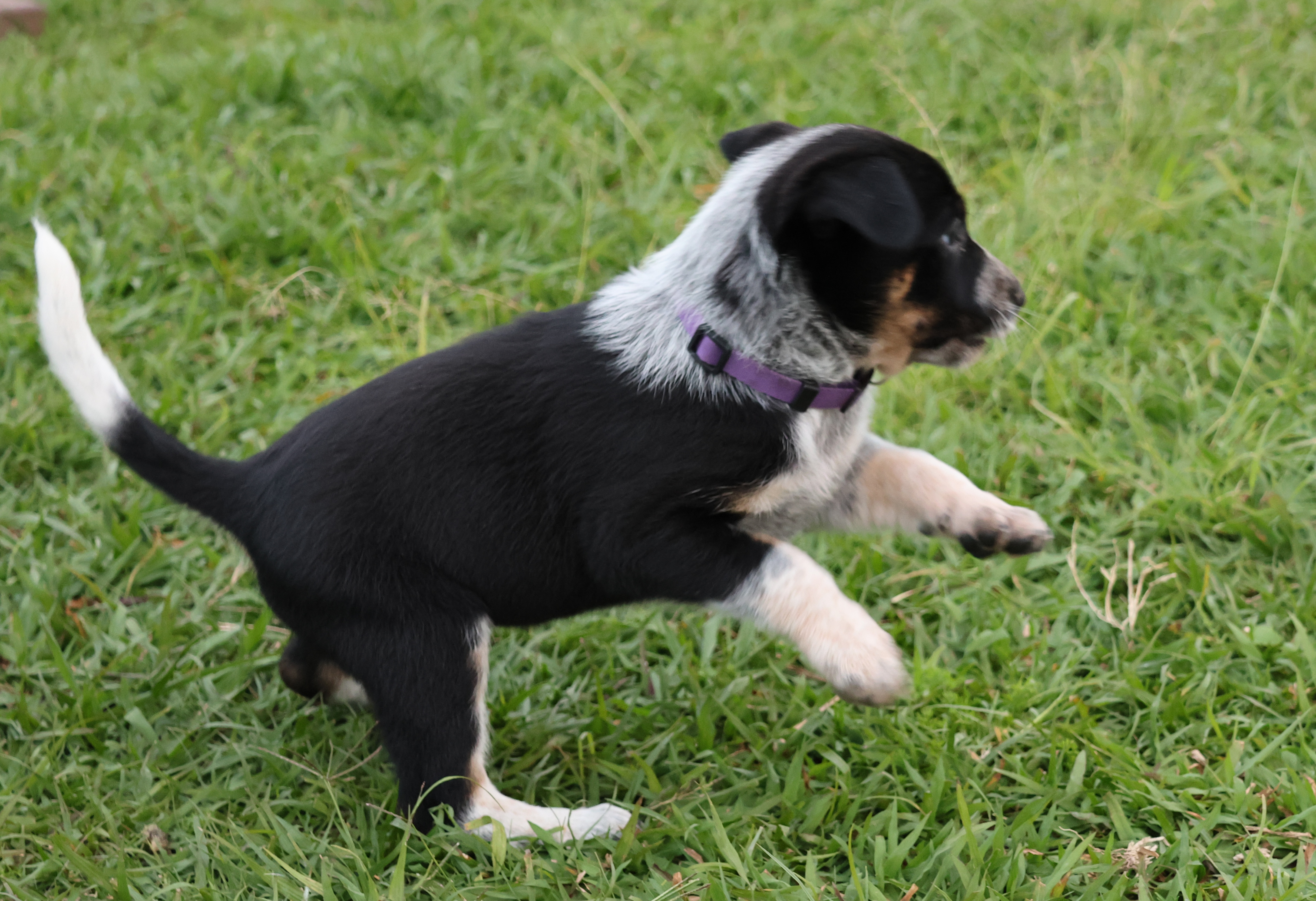Kelpie/Working Collie — photo 7