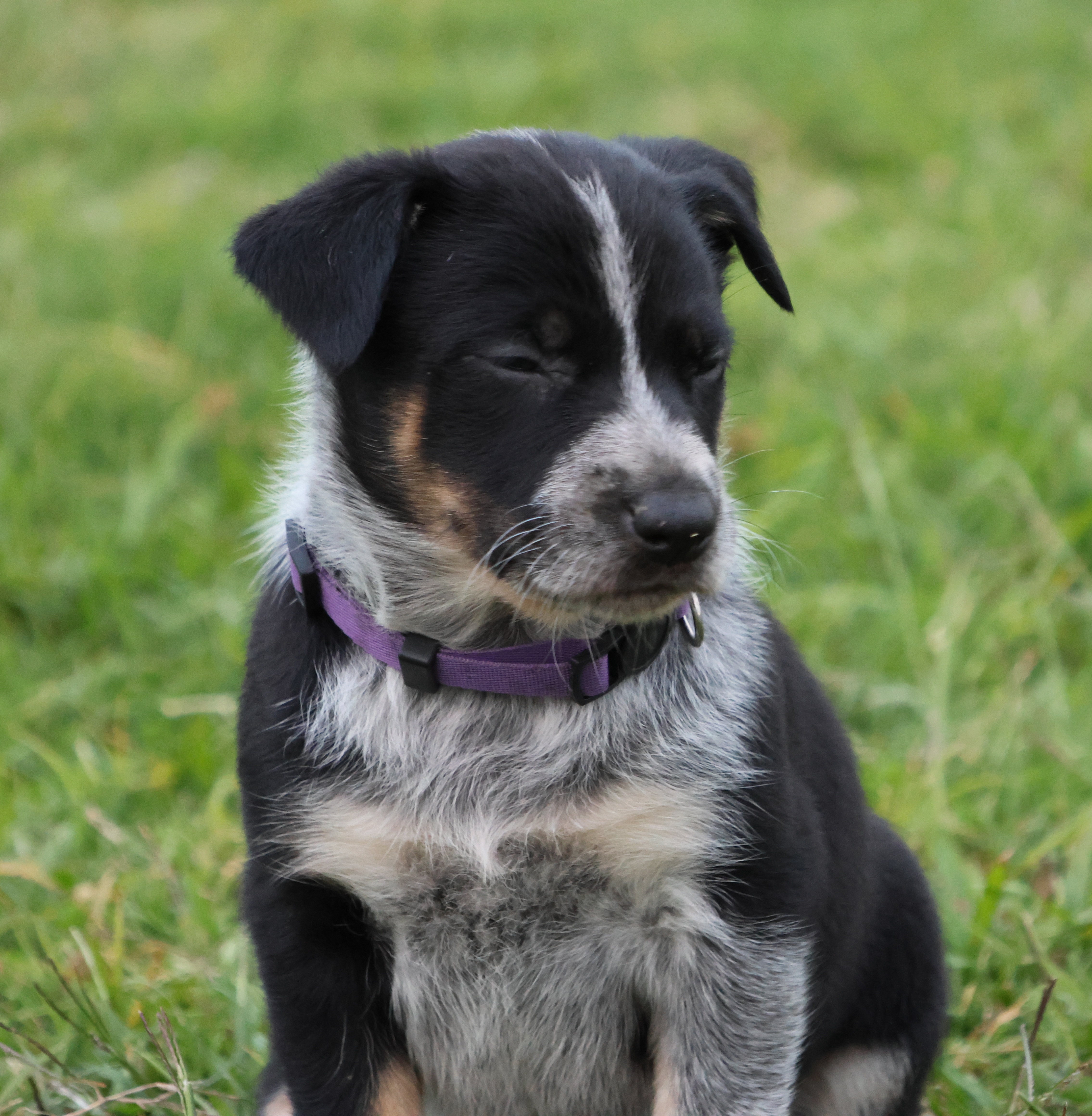 Kelpie/Working Collie — photo 8