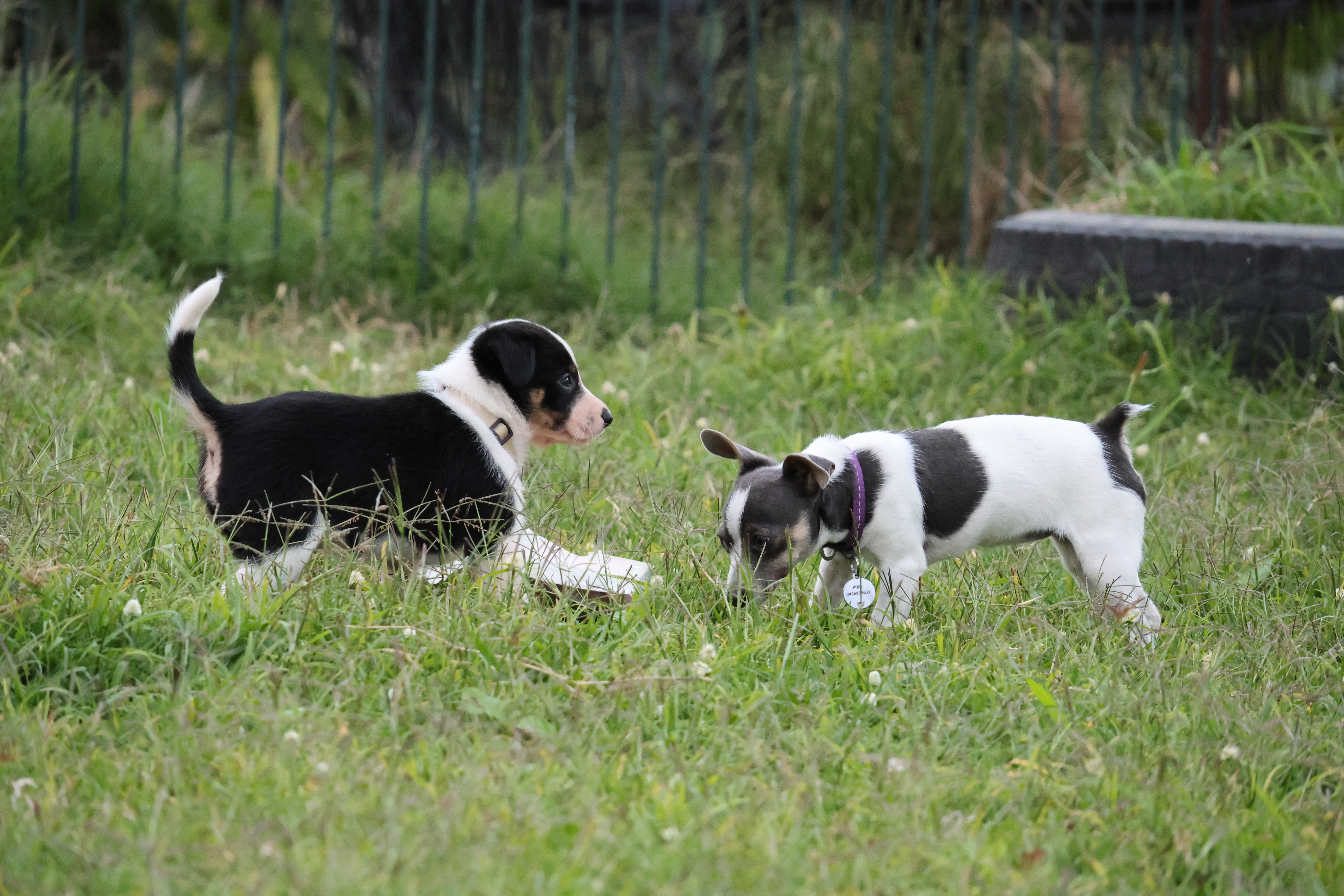 Kelpie/Working Collie — photo 18