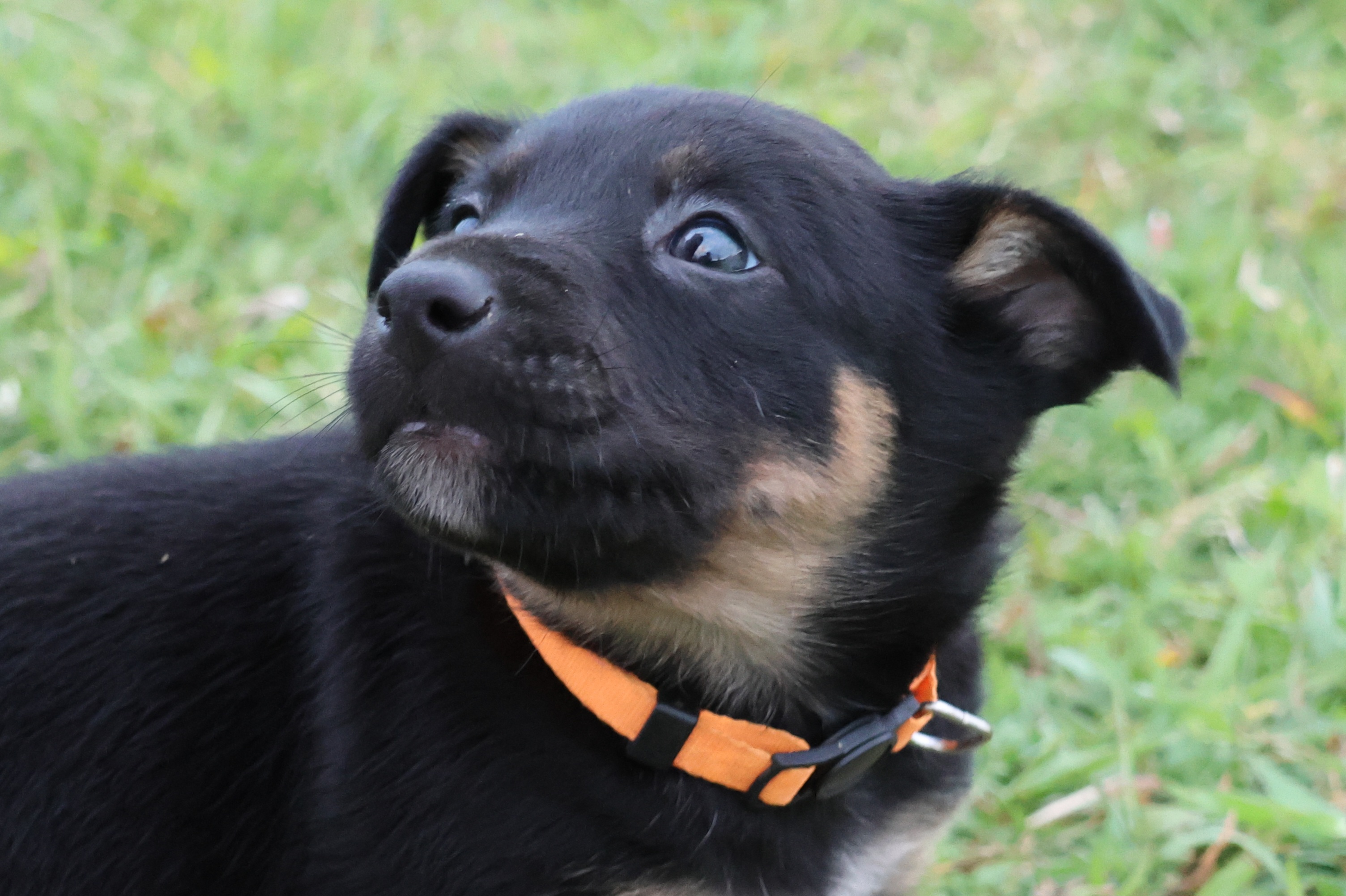 Kelpie/Working Collie — photo 15