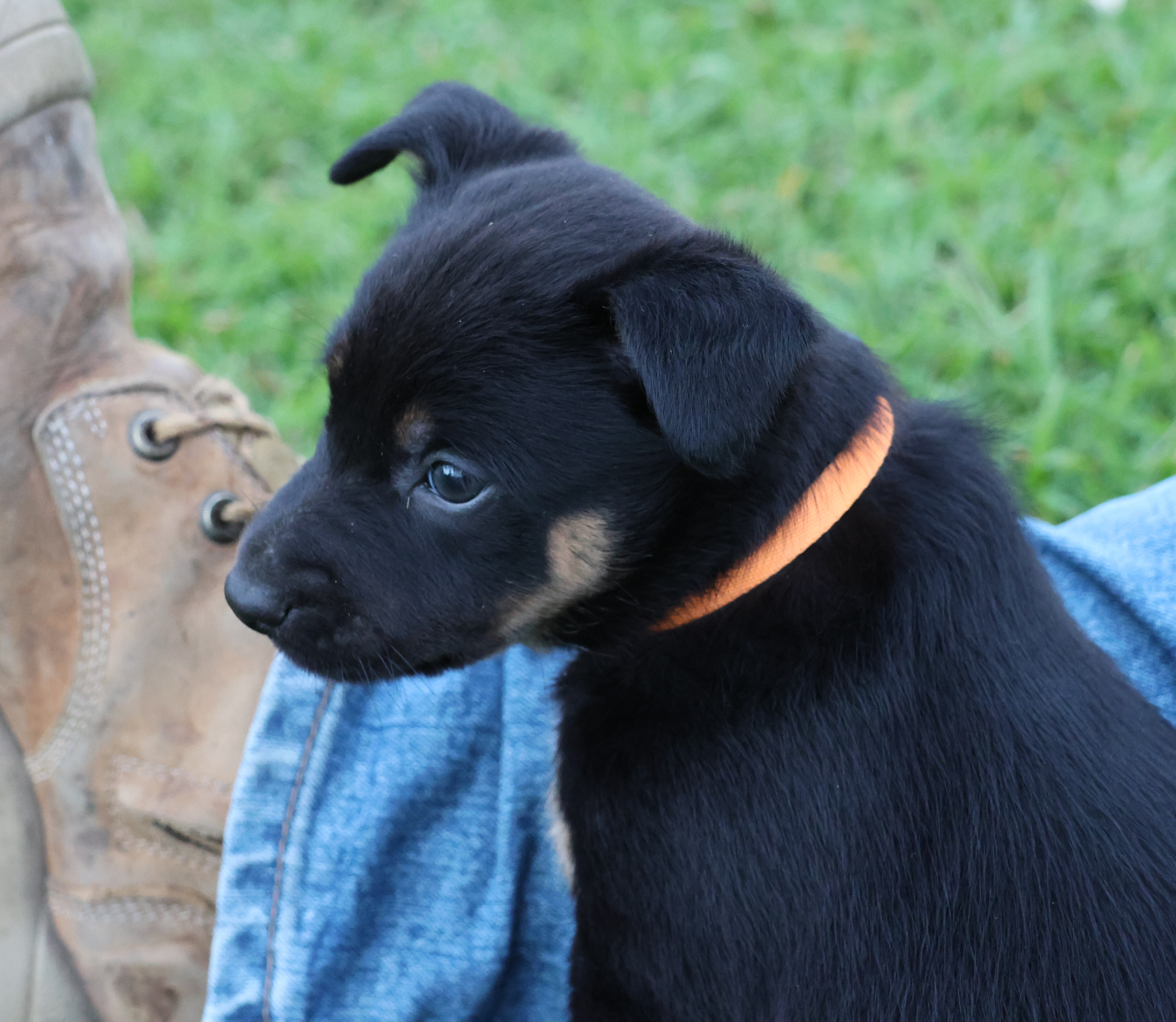 Kelpie/Working Collie — photo 9