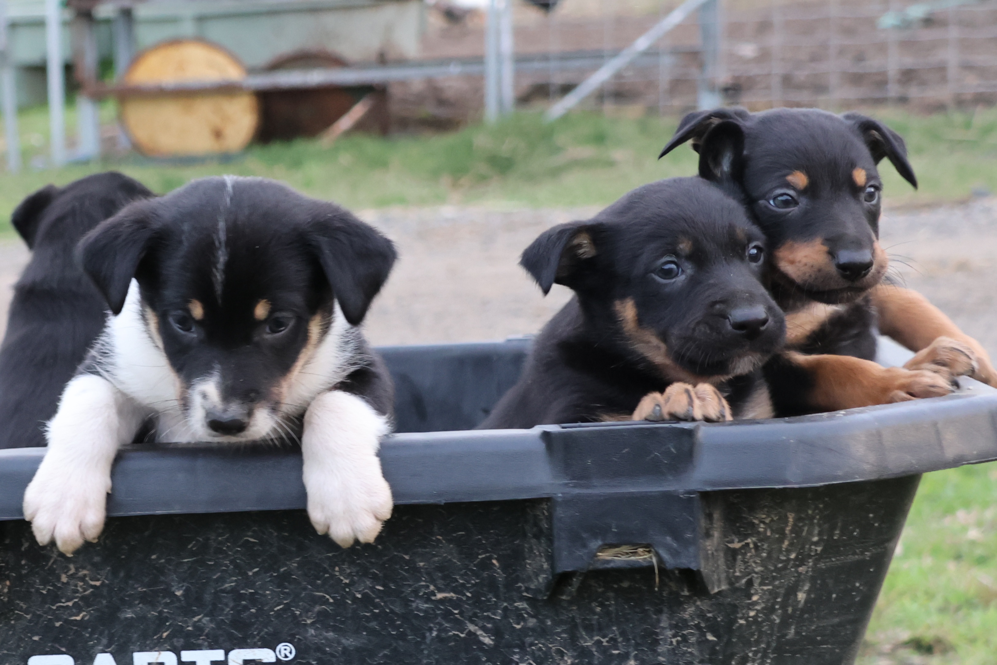 Kelpie/Working Collie — photo 13