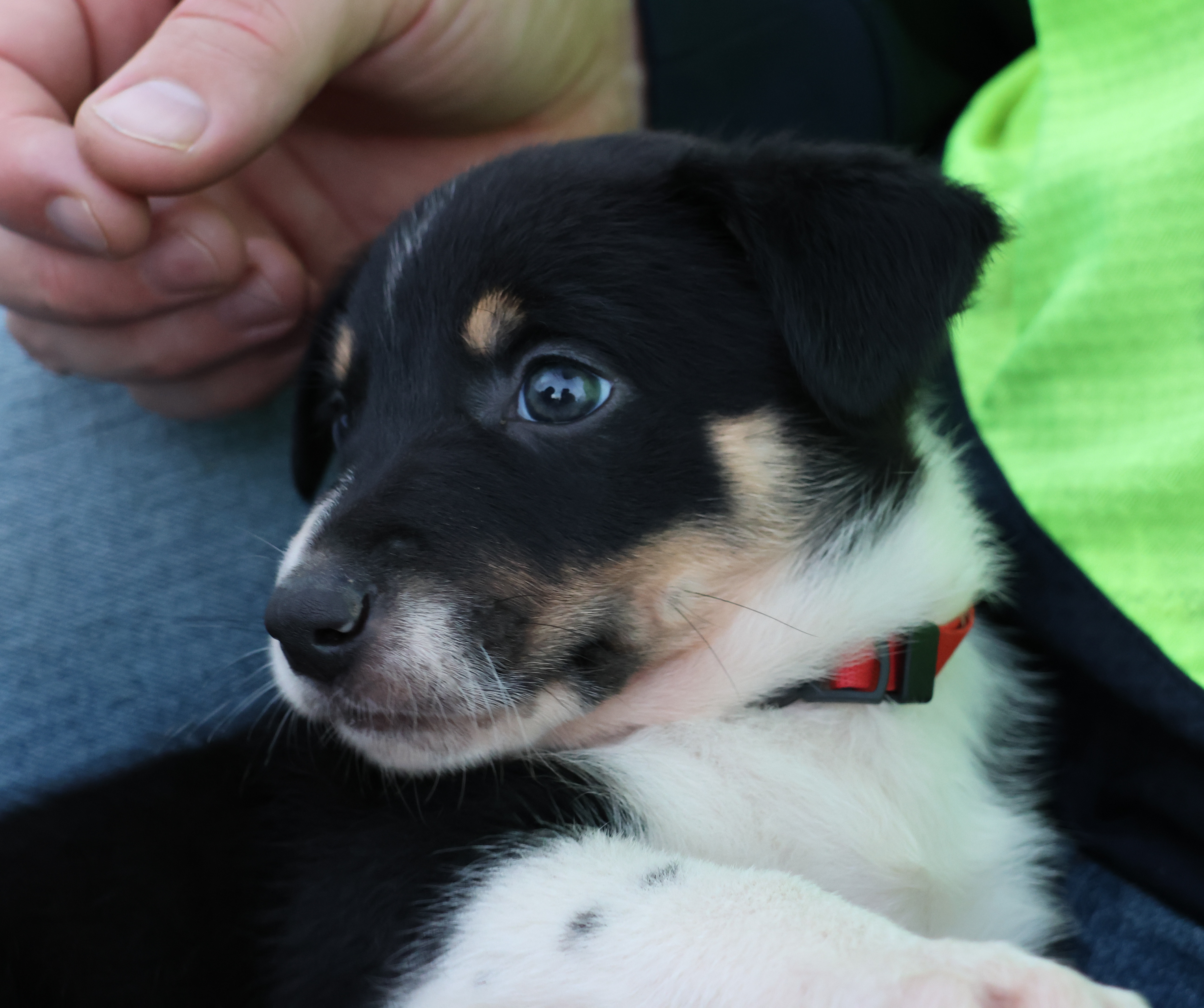 Kelpie/Working Collie — photo 16