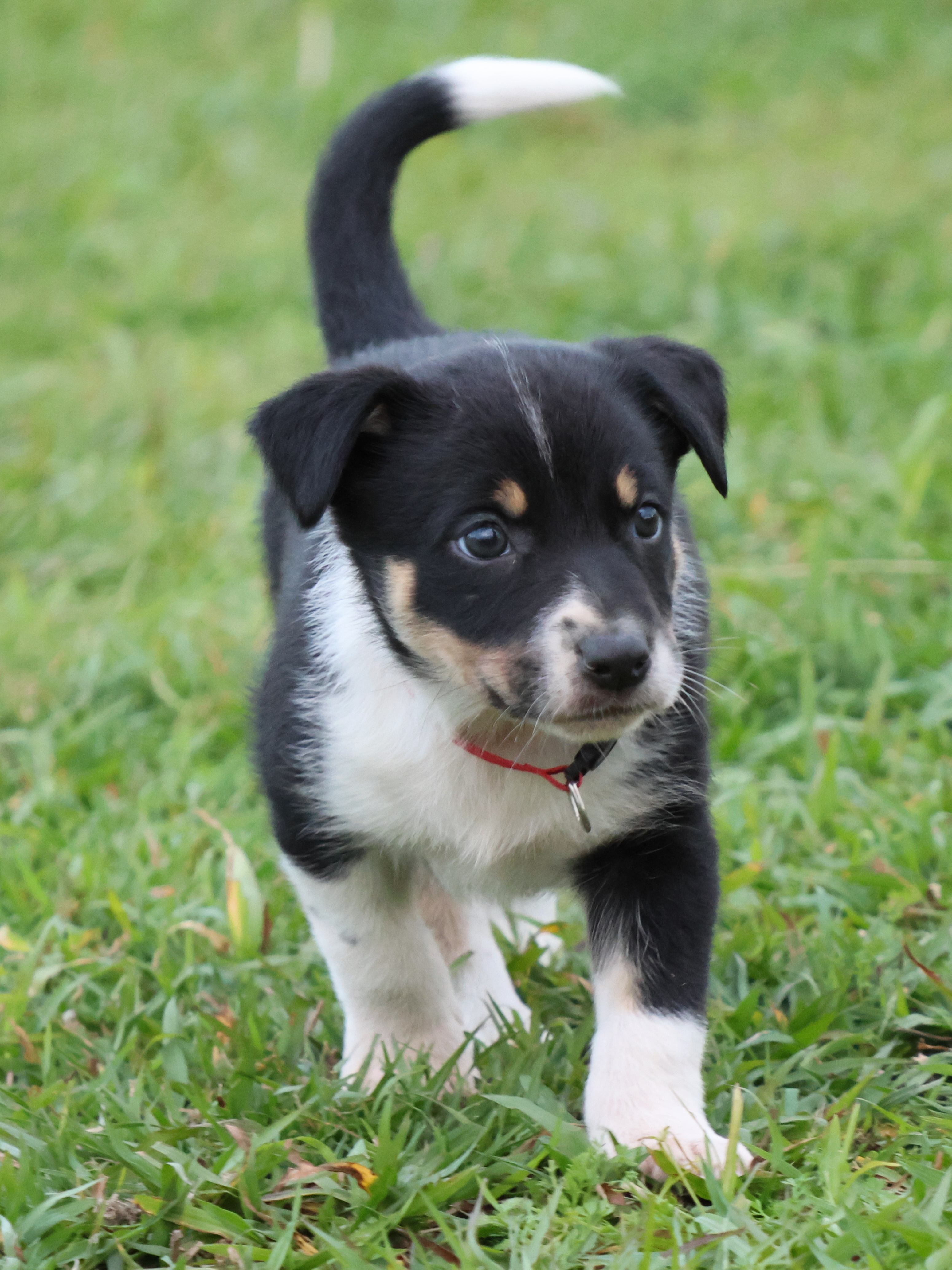 Kelpie/Working Collie — photo 11