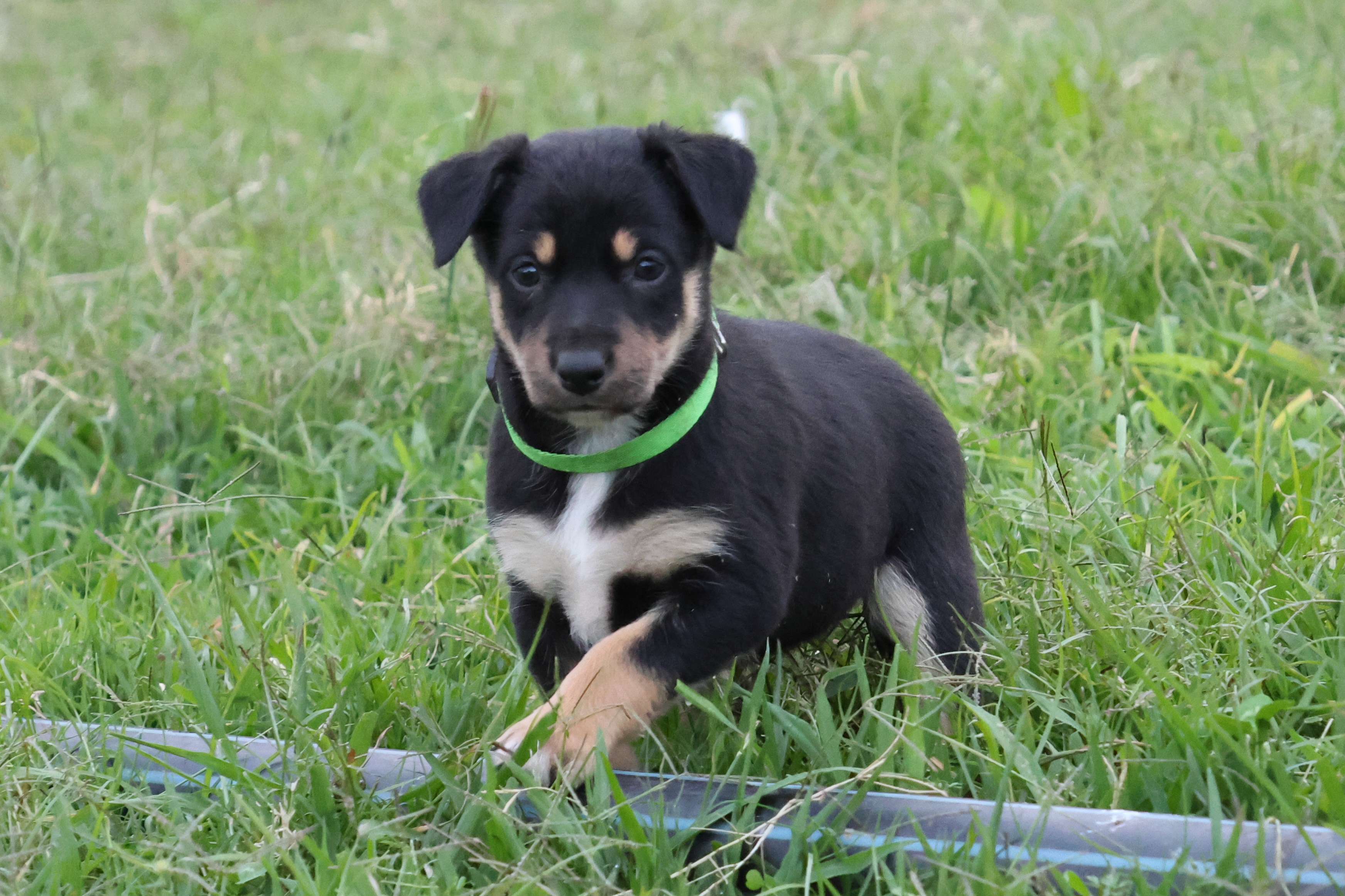 Kelpie/Working Collie — photo 12